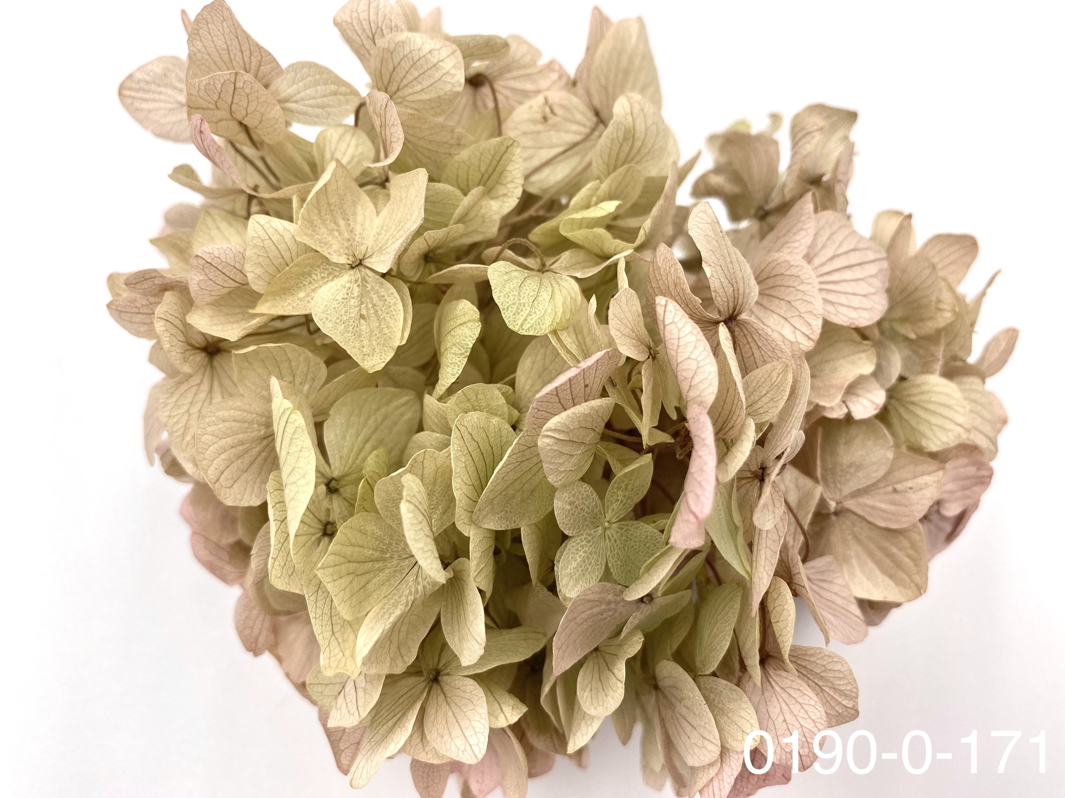 日本不凋大葉繡球01900-171