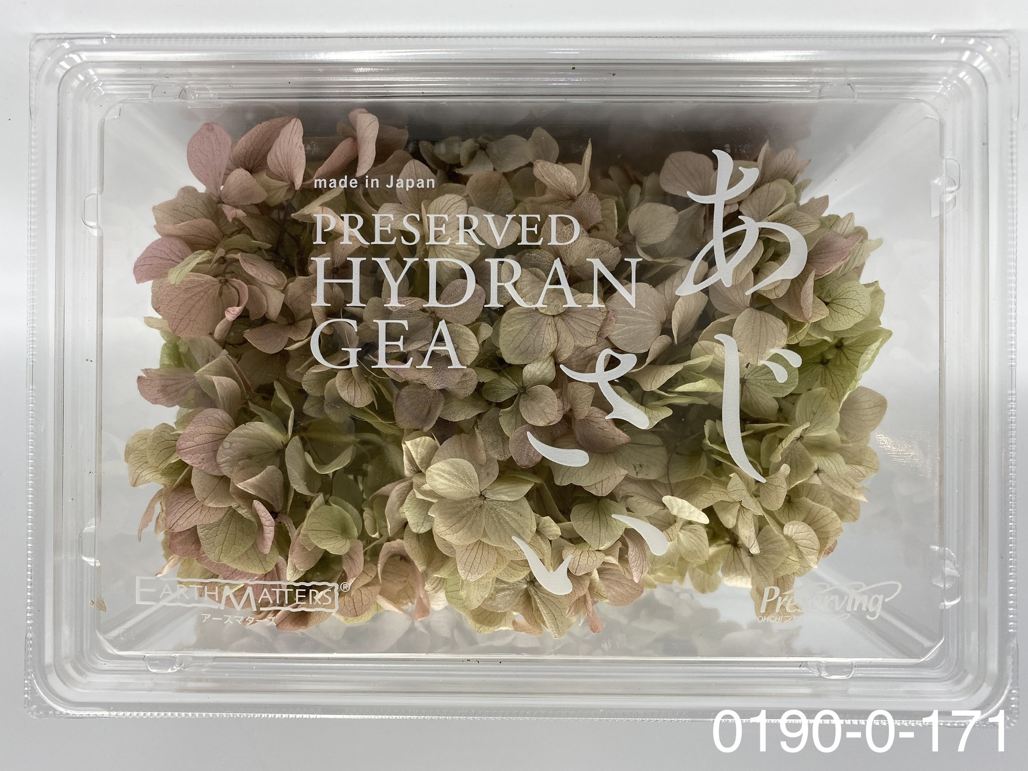 日本不凋大葉繡球01900-171