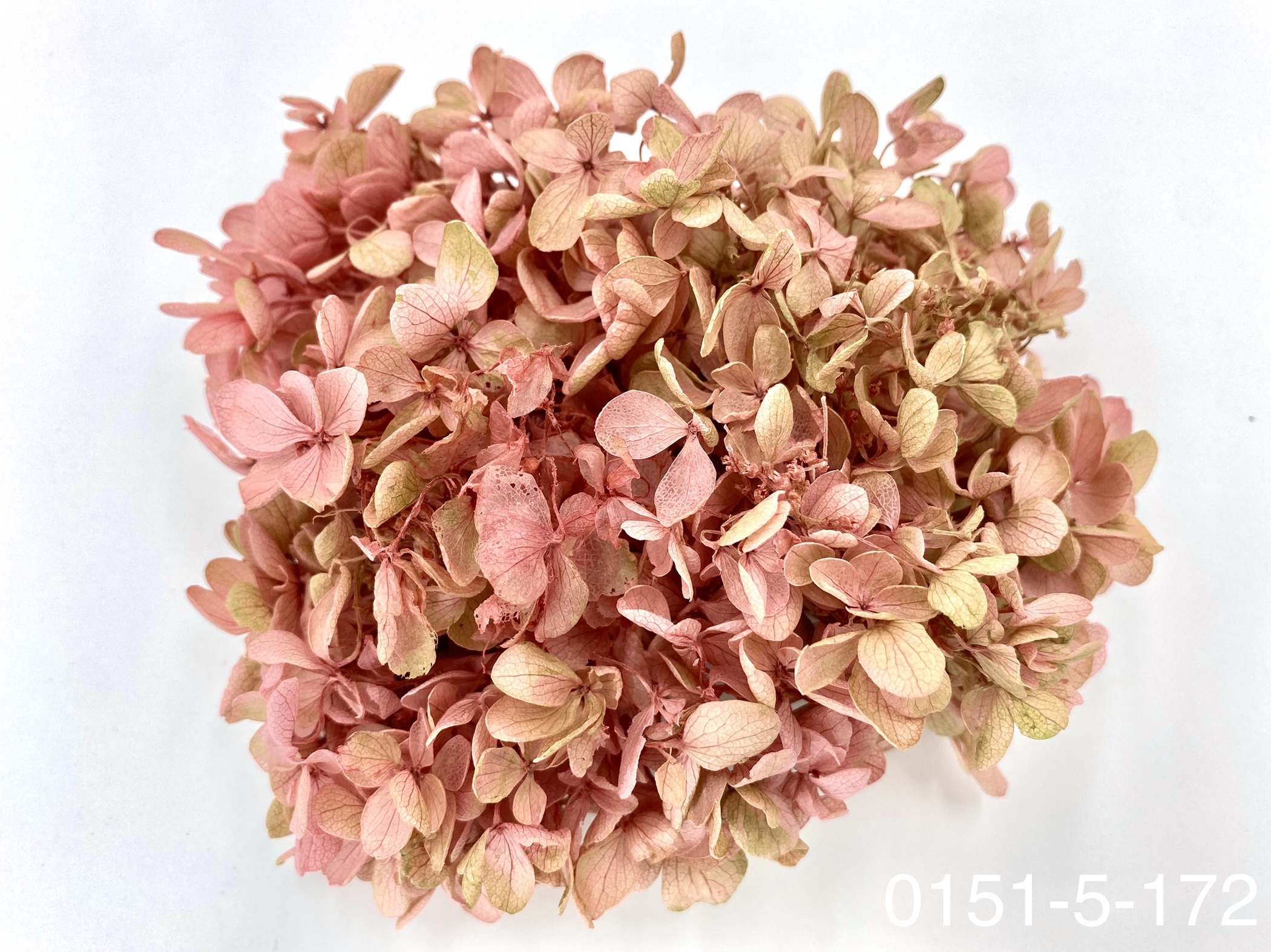 日本不凋中葉繡球 01515-172