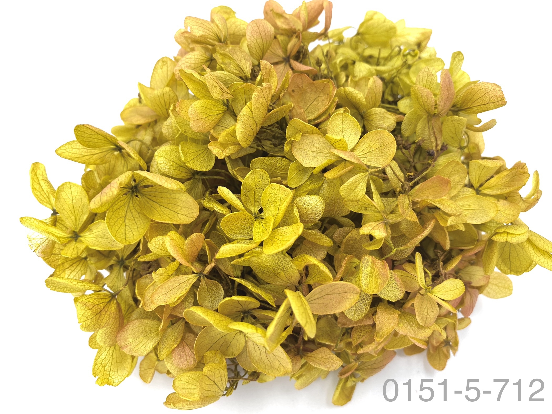 日本不凋中葉繡球 01515-712