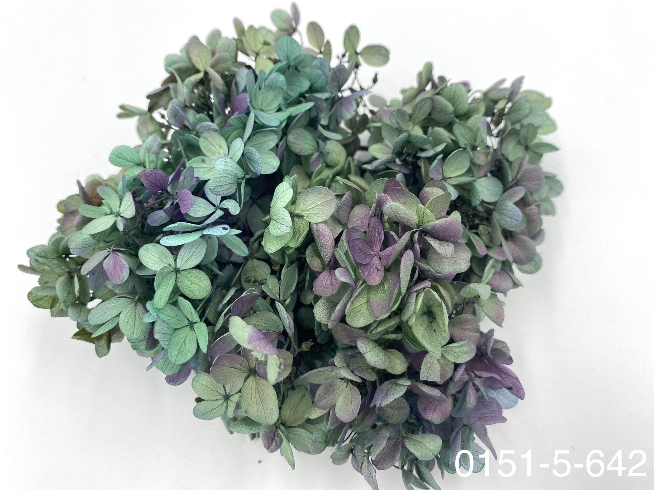 日本不凋中葉繡球 01515-642