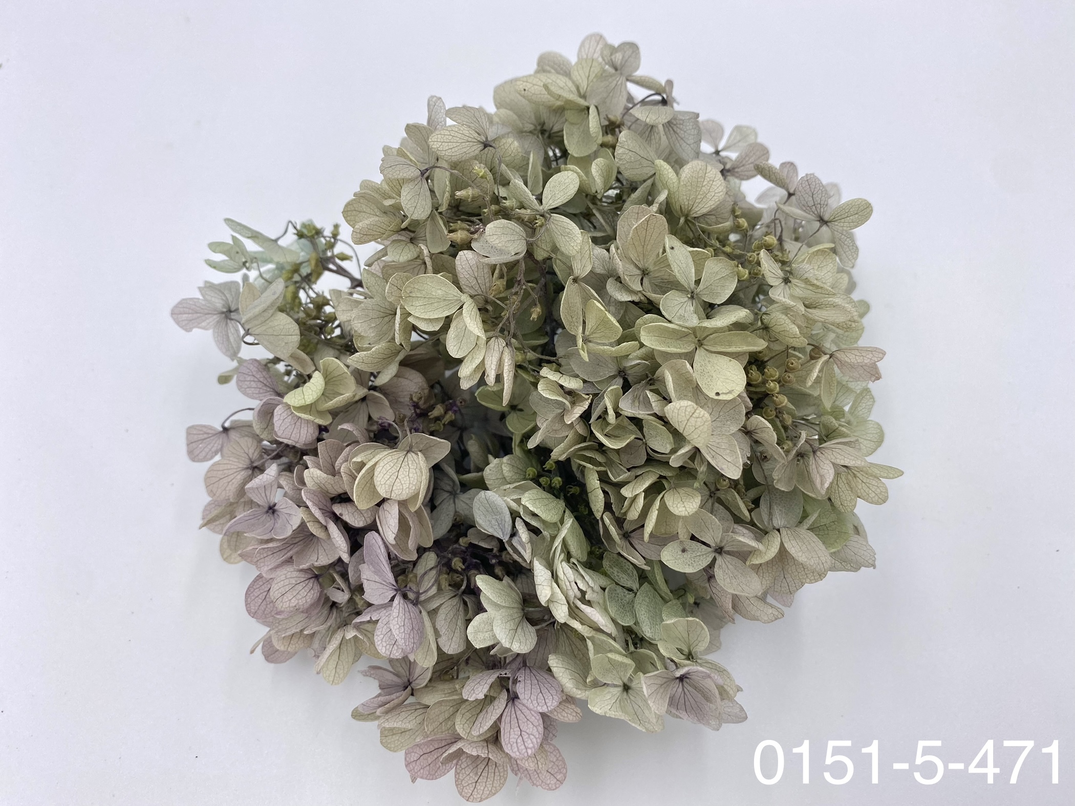 日本不凋中葉繡球 01515-471