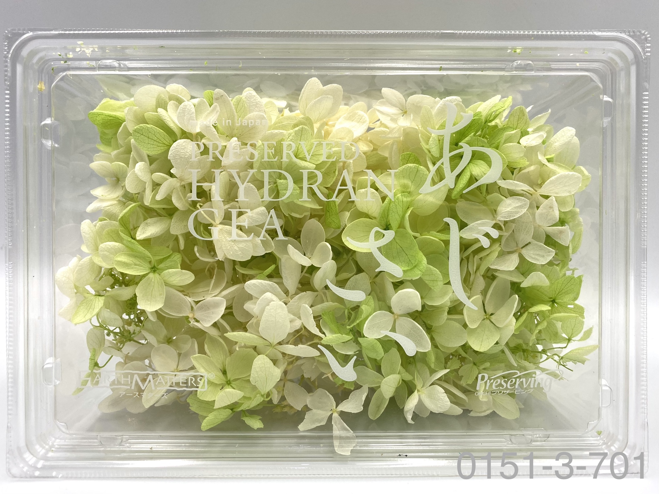 日本不凋中葉繡球 01513-701