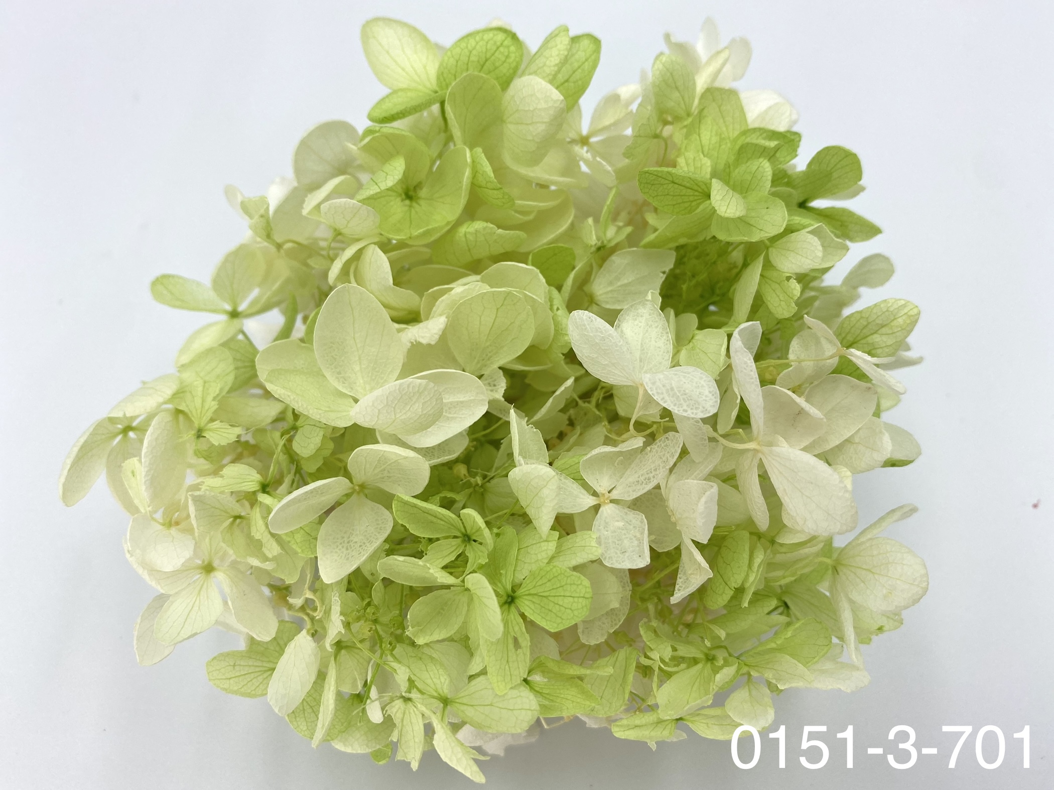 日本不凋中葉繡球 01513-701