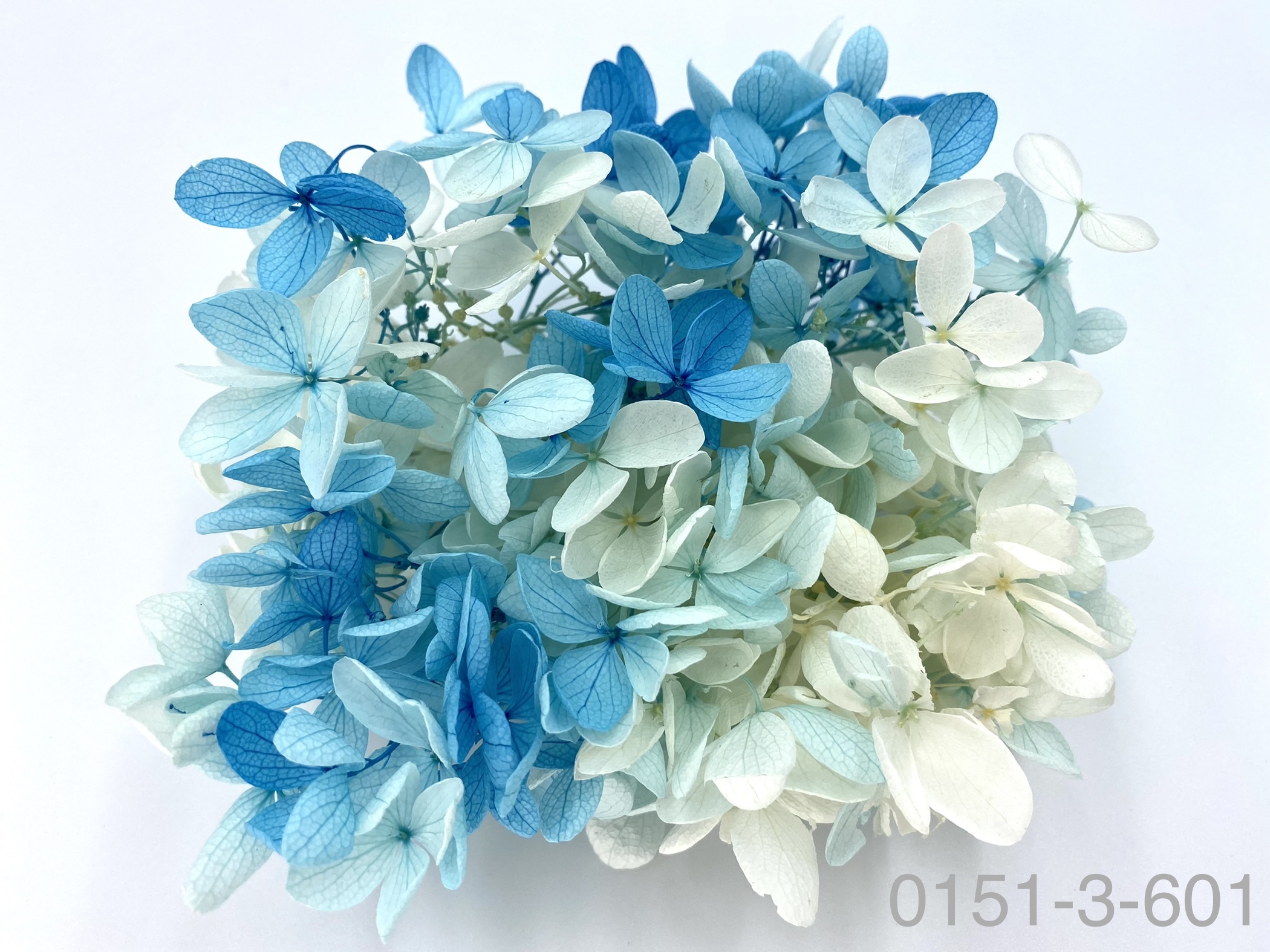 日本不凋中葉繡球 01513-601