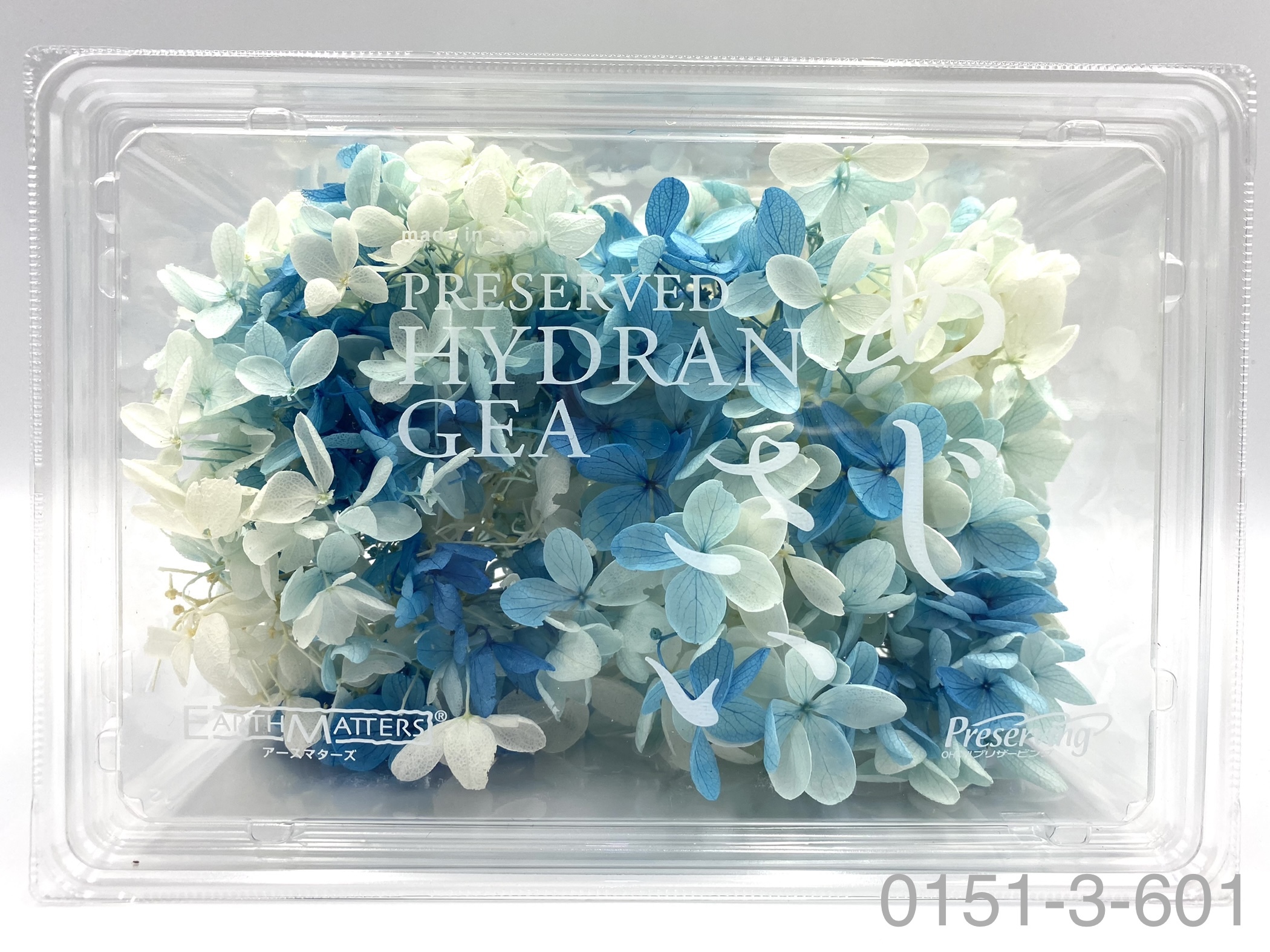 日本不凋中葉繡球 01513-601