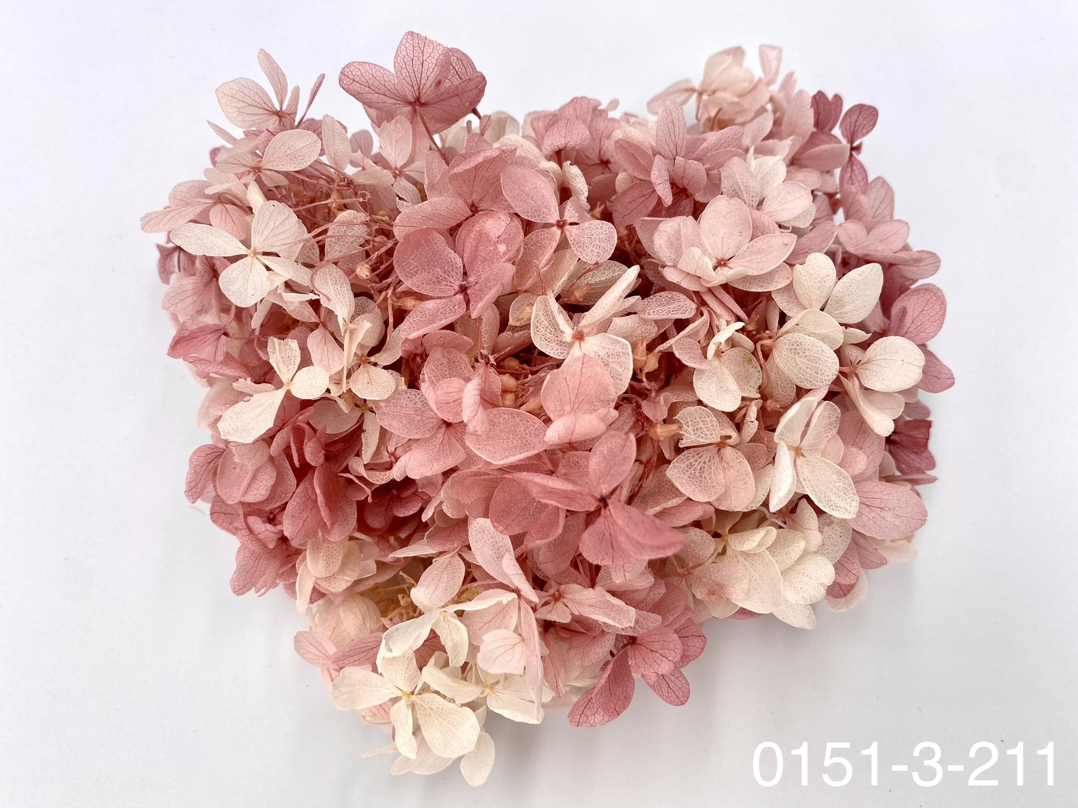 日本不凋中葉繡球 01513-211