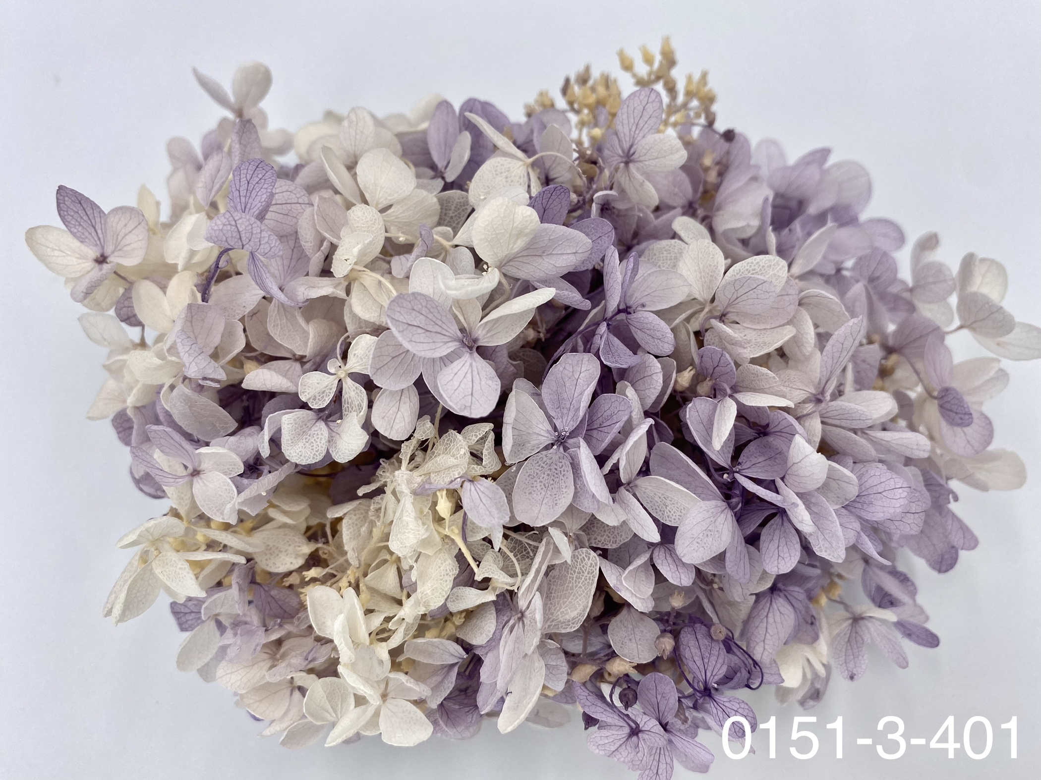 日本不凋中葉繡球 01513-401