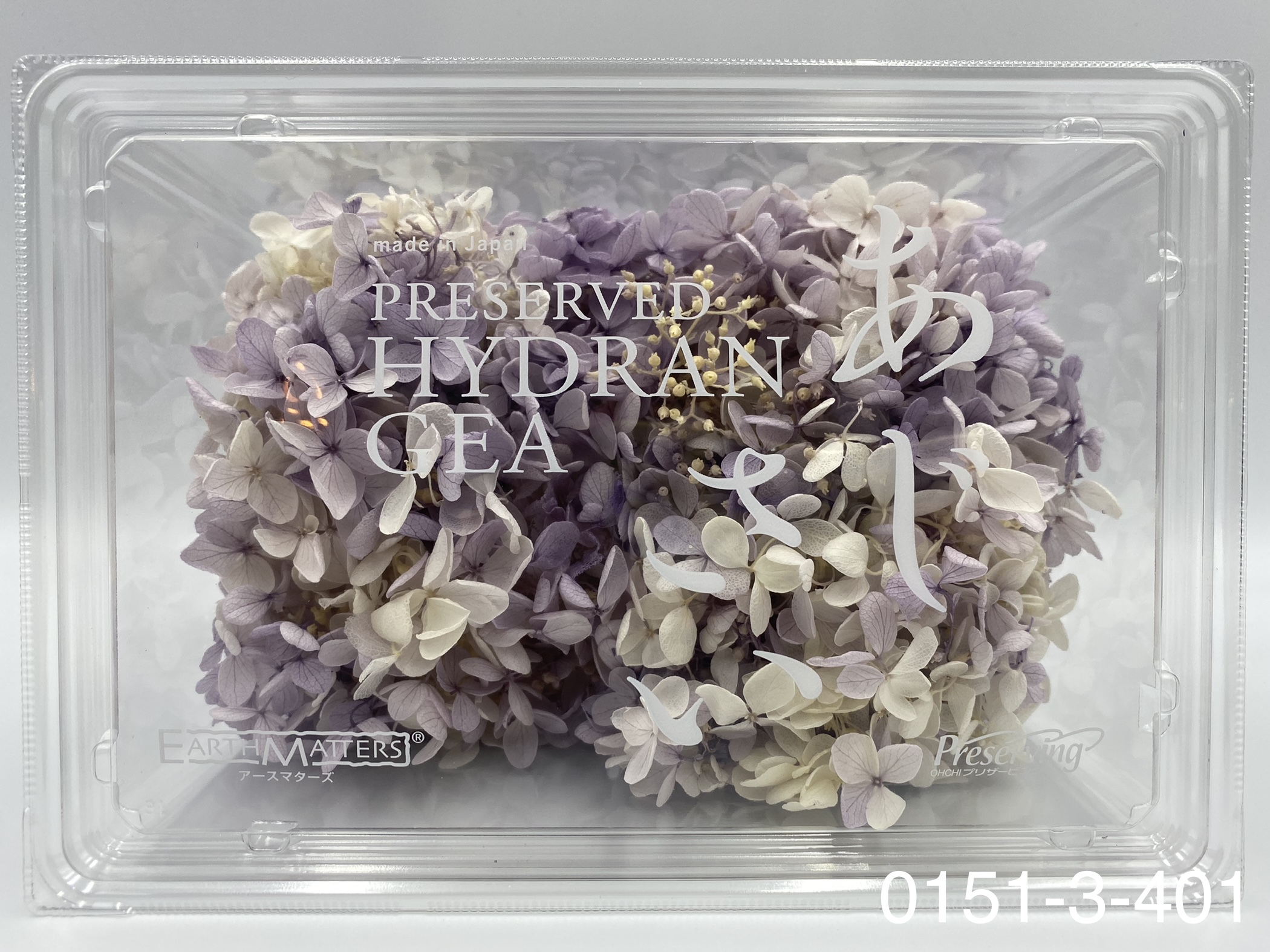 日本不凋中葉繡球 01513-401