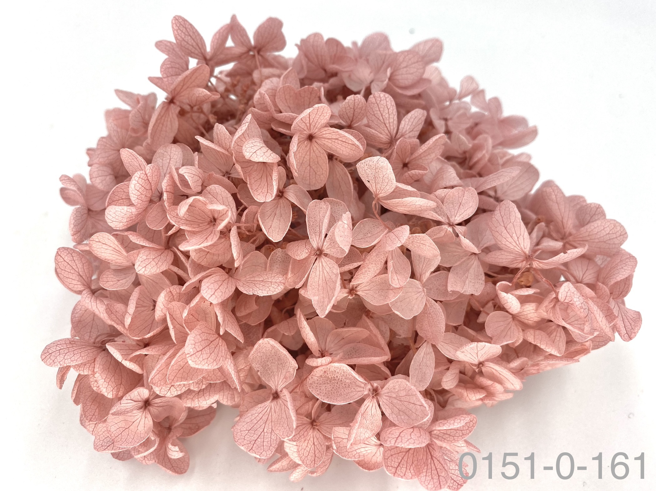 日本不凋中葉繡球 01510-161