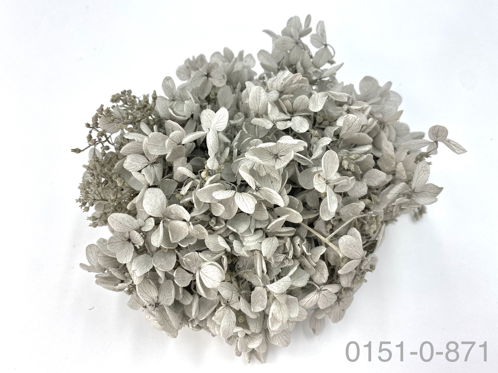 日本不凋中葉繡球 01510-871