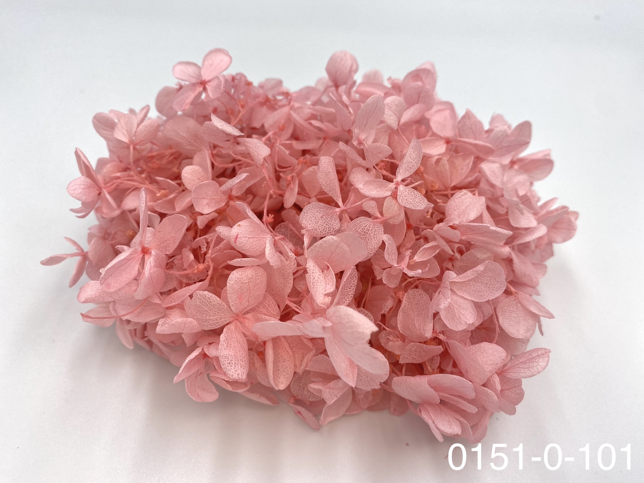 日本不凋中葉繡球 01510-101