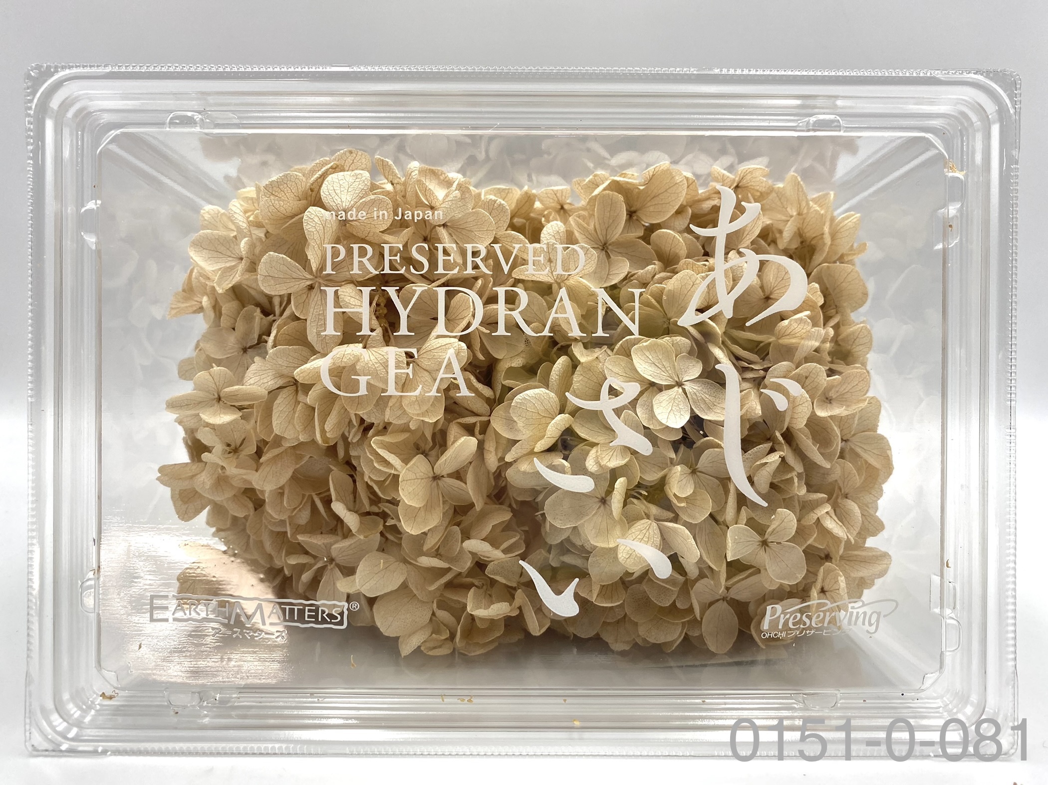 日本不凋中葉繡球 01510-081