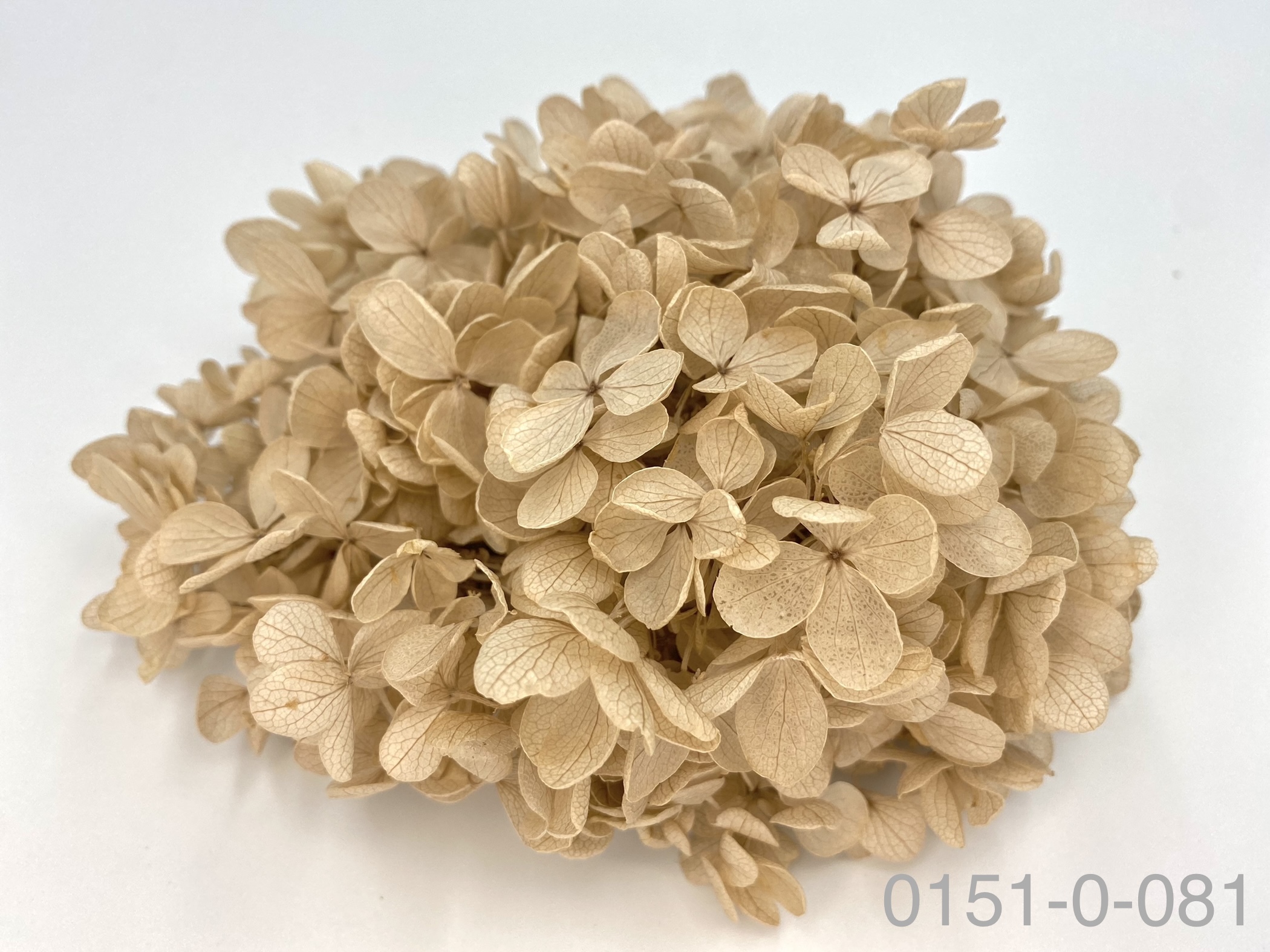 日本不凋中葉繡球 01510-081