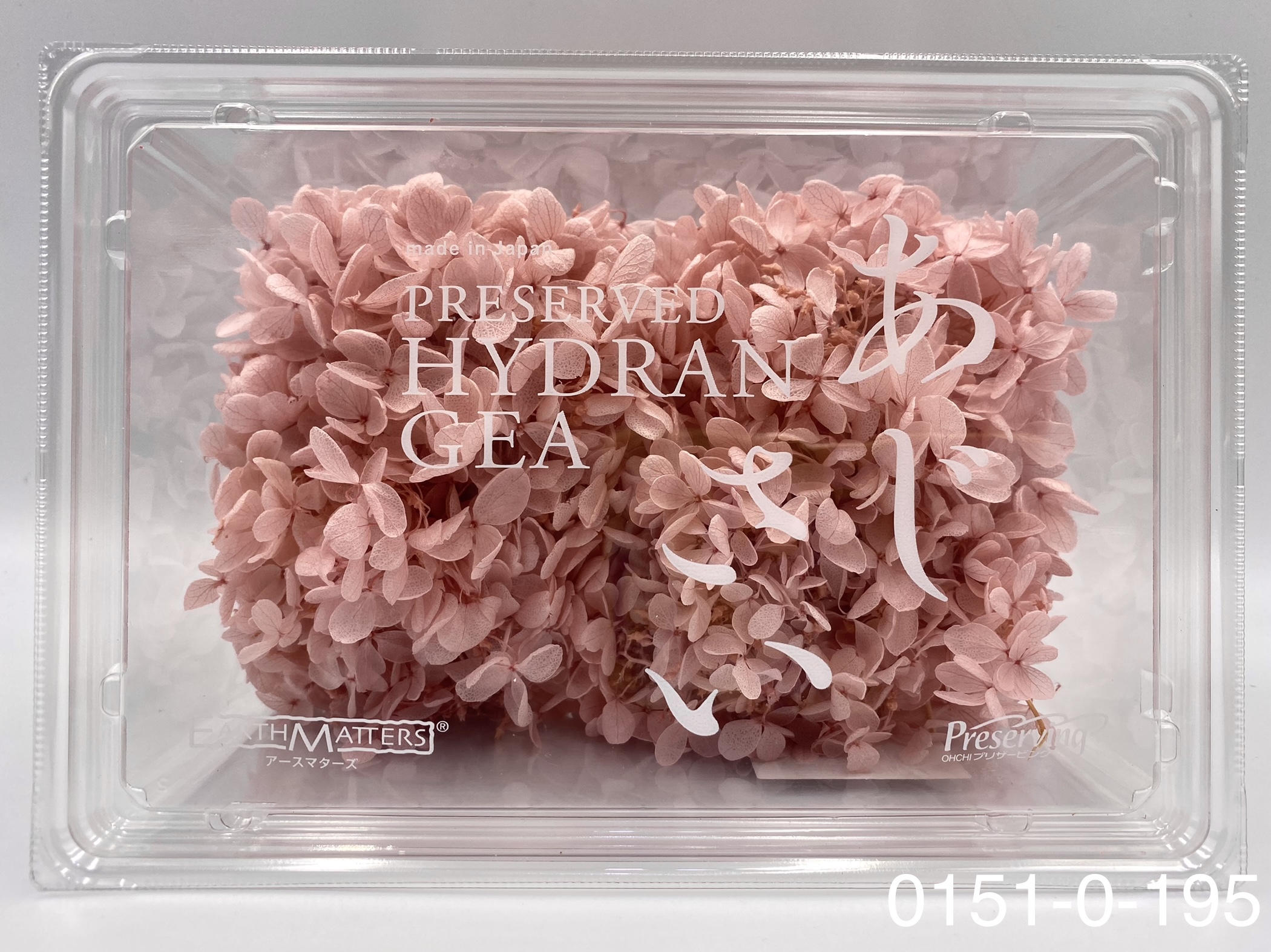 日本不凋中葉繡球 01510-195