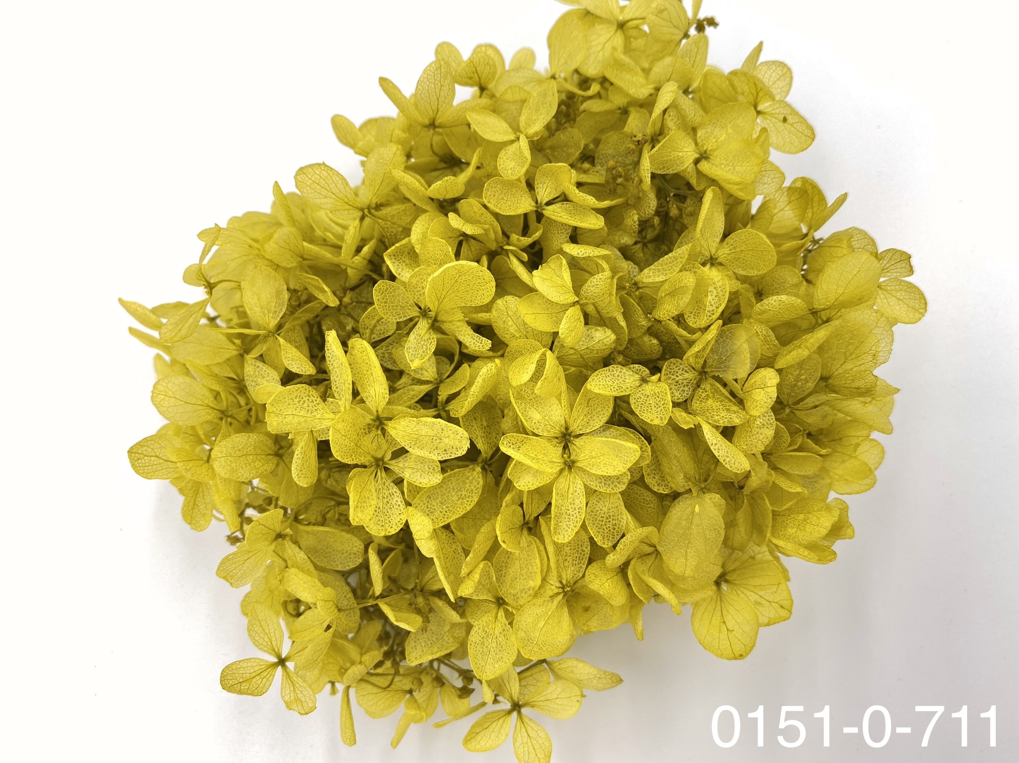 日本不凋中葉繡球 01510-711