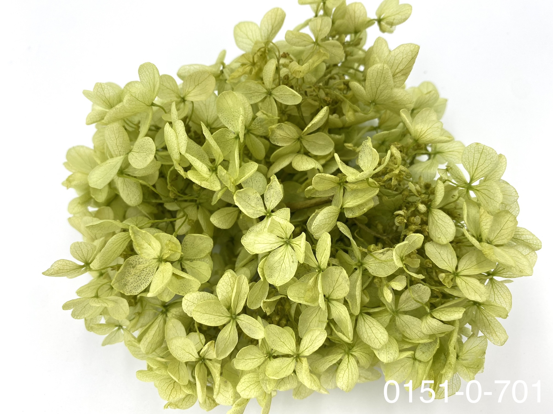 日本不凋中葉繡球 01510-701