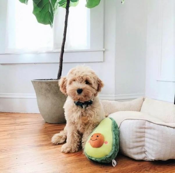 Zippy Paws - NomNomz® - Avocado