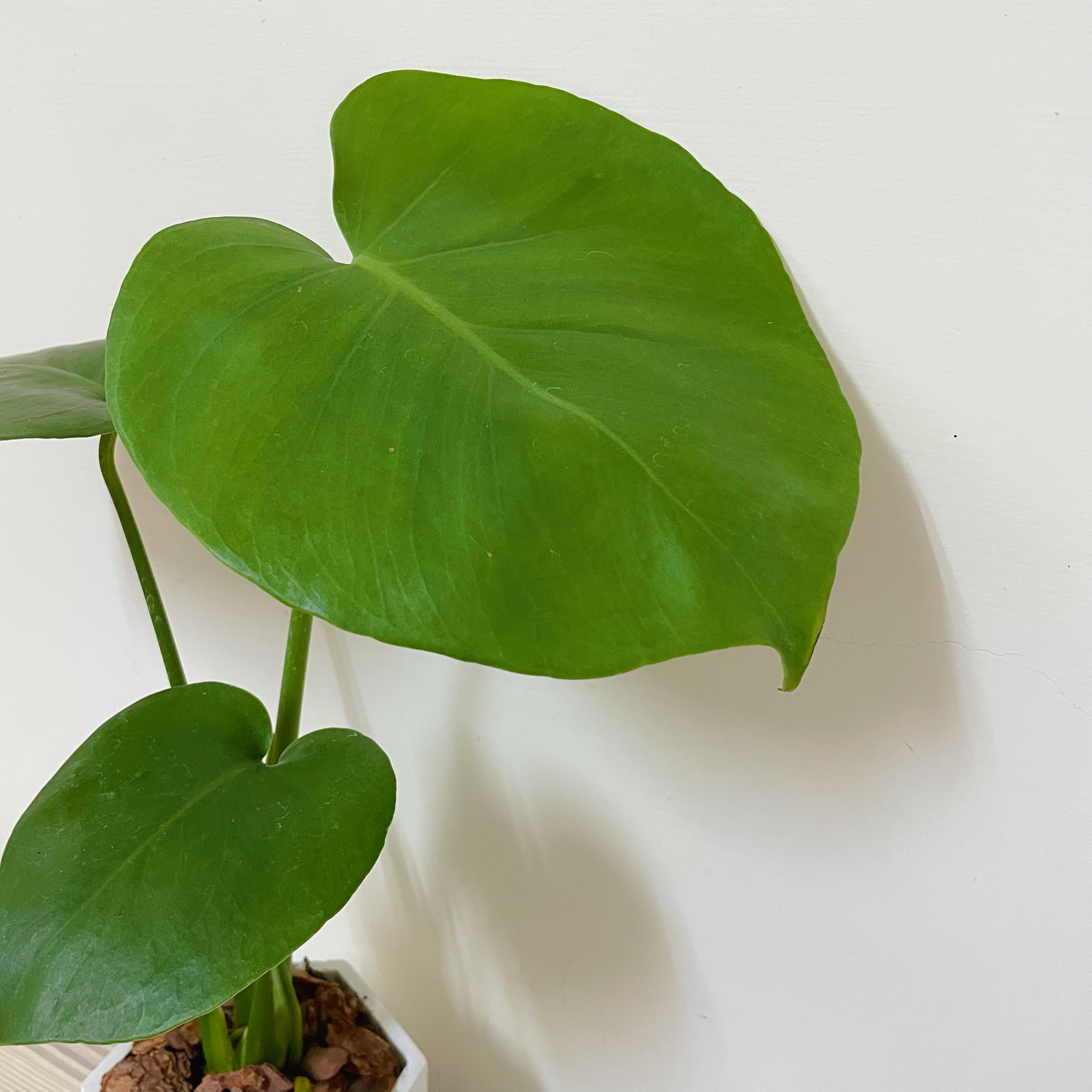 『3寸』龜背芋｜小型尺寸｜自選盆器