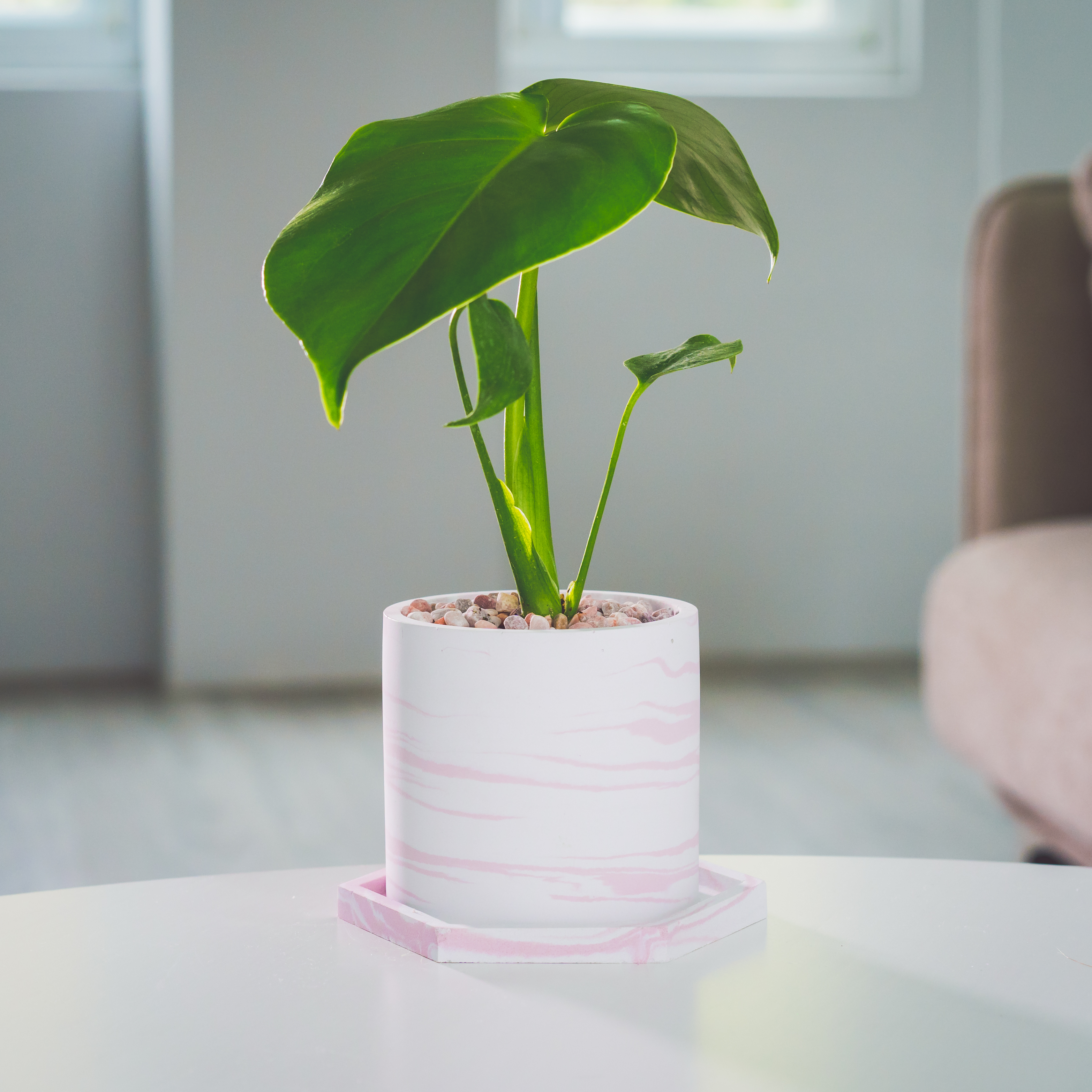『3寸』龜背芋｜小型尺寸｜自選盆器