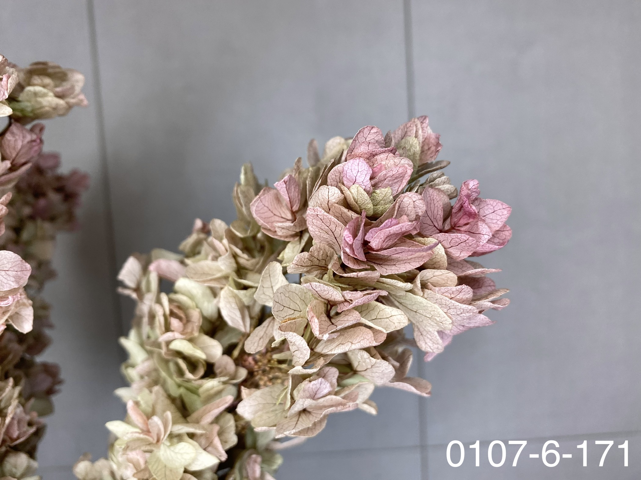 日本不凋重瓣繡球(含支幹) 01076-171