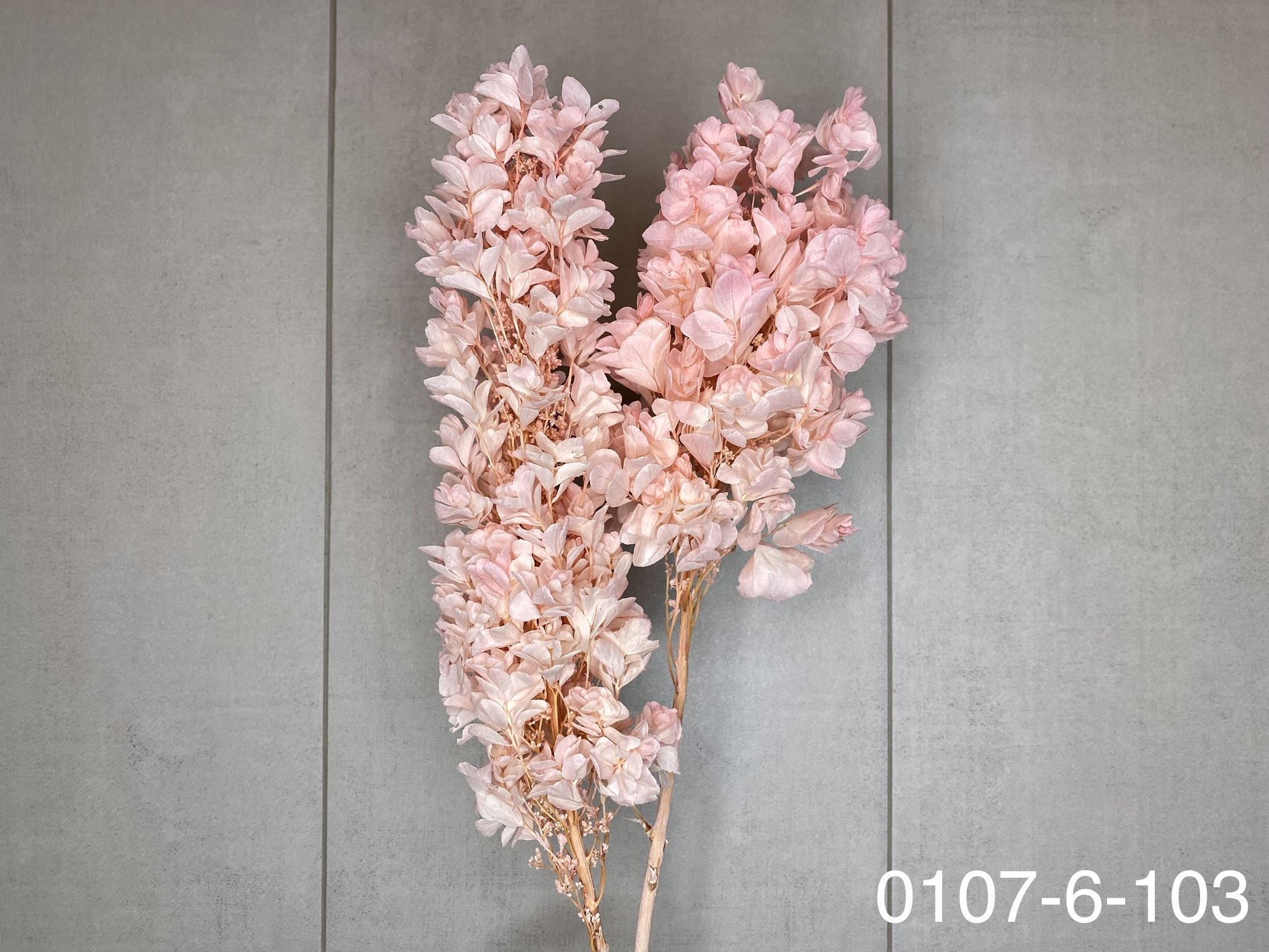 日本不凋重瓣繡球(含支幹) 01076-103