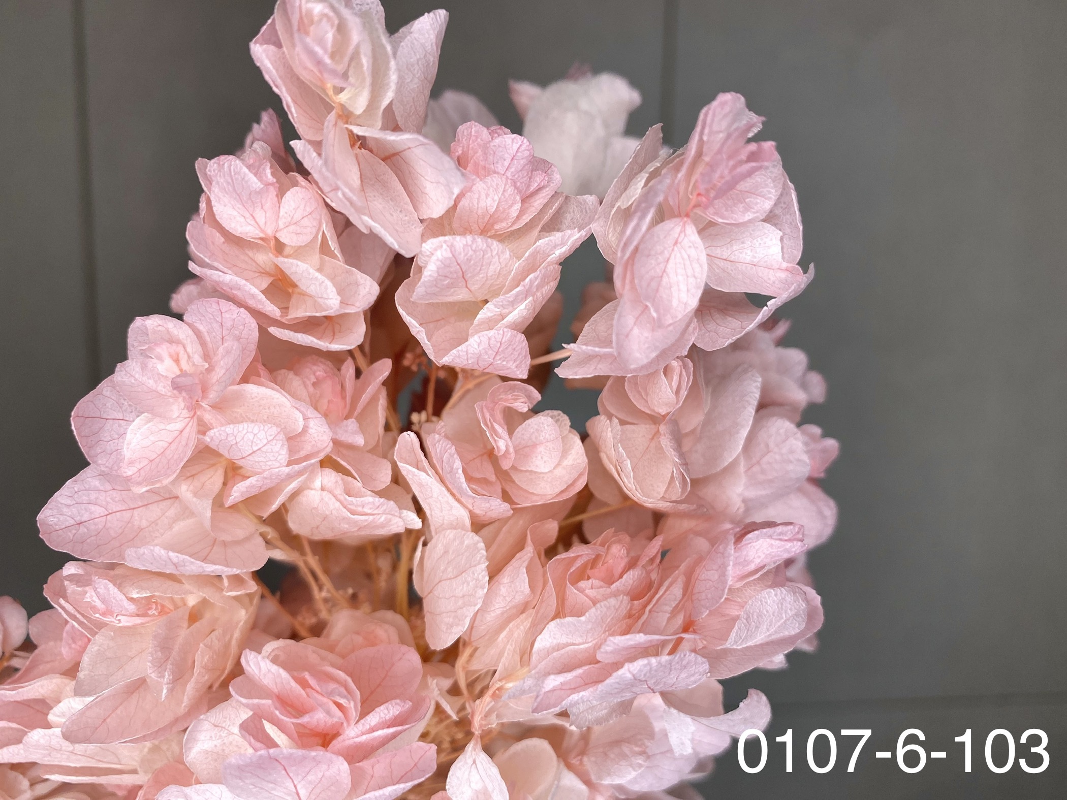 日本不凋重瓣繡球(含支幹) 01076-103