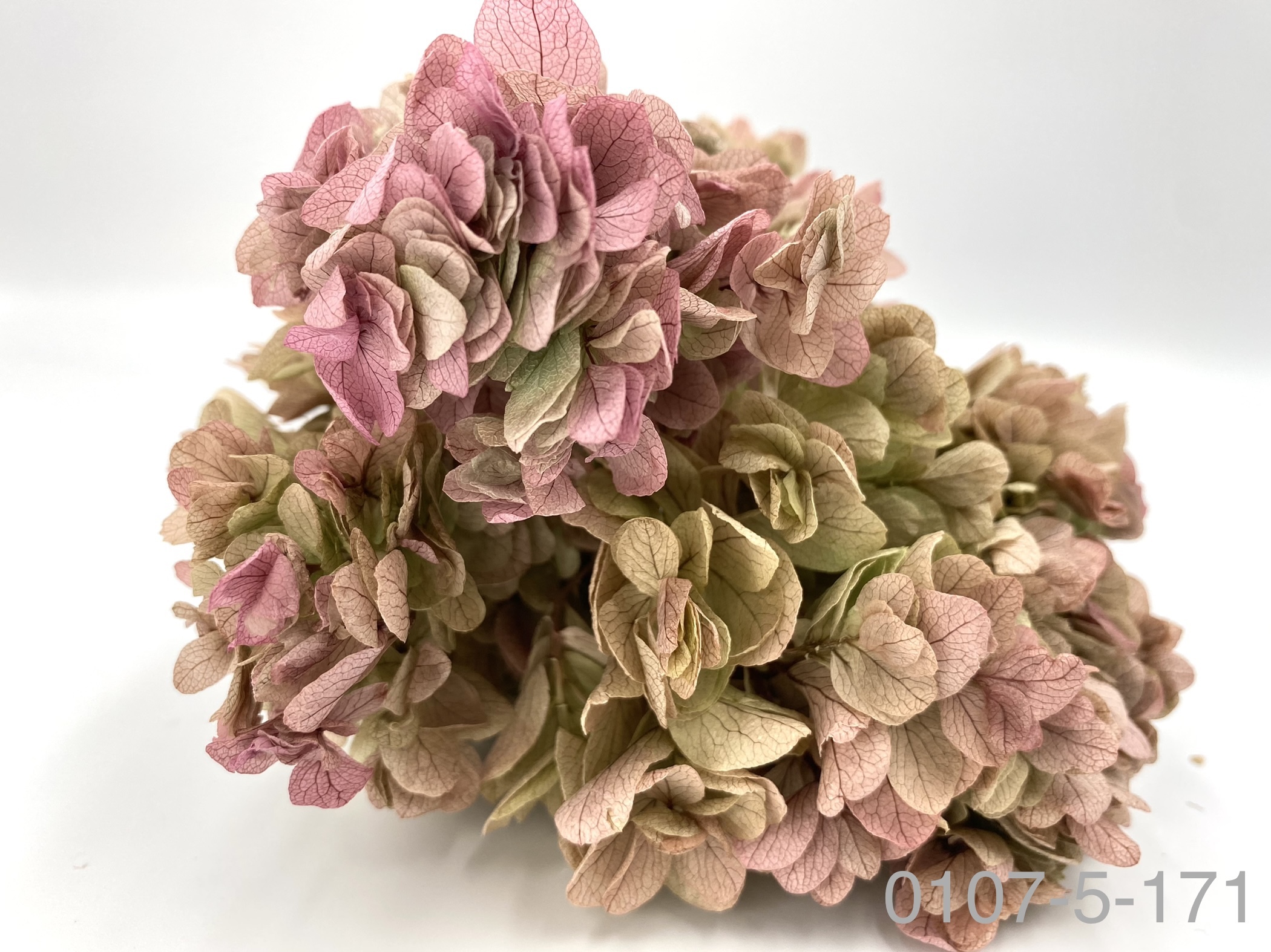 日本不凋重瓣繡球 01075-171