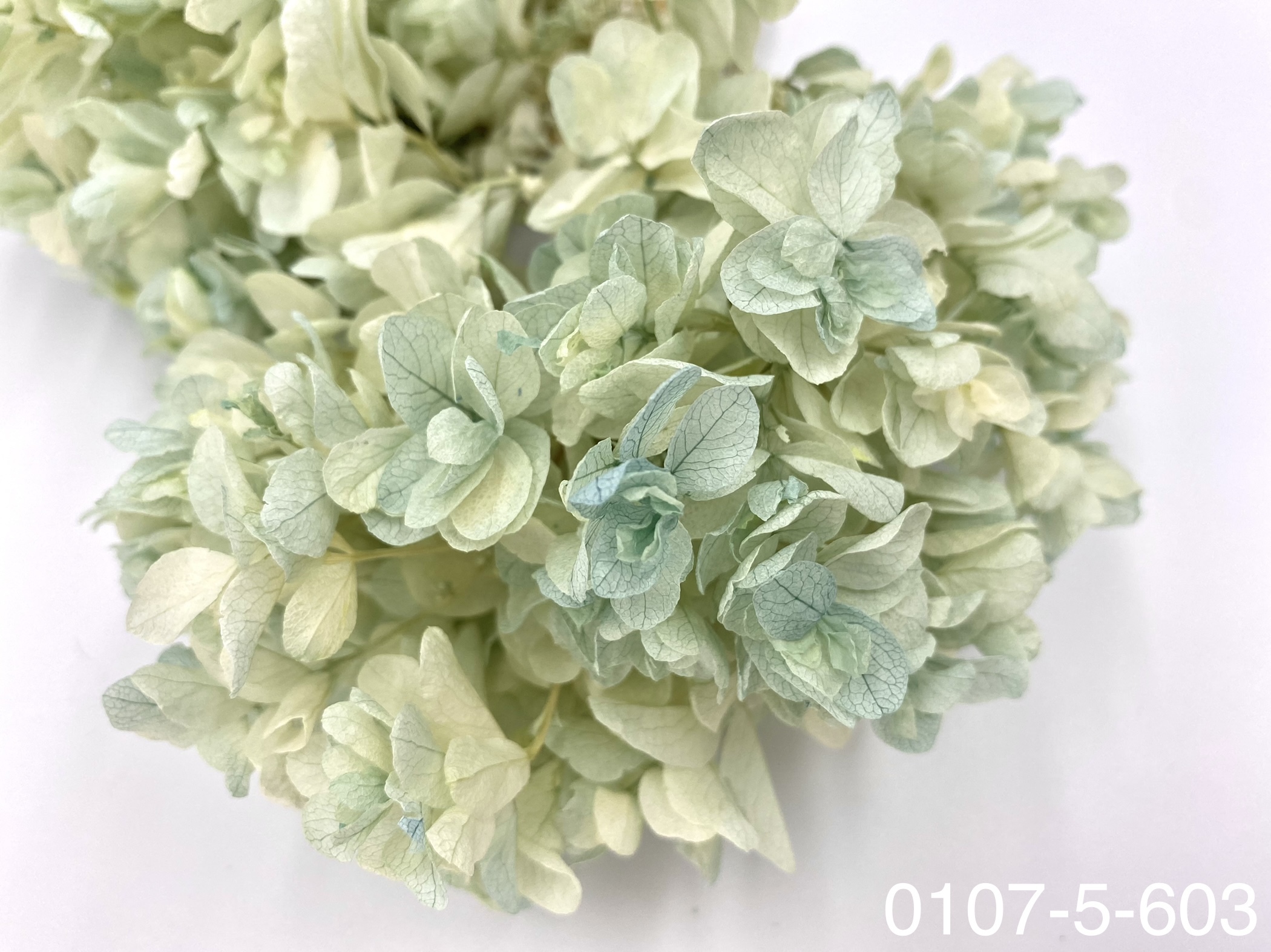 日本不凋重瓣繡球 01075-603