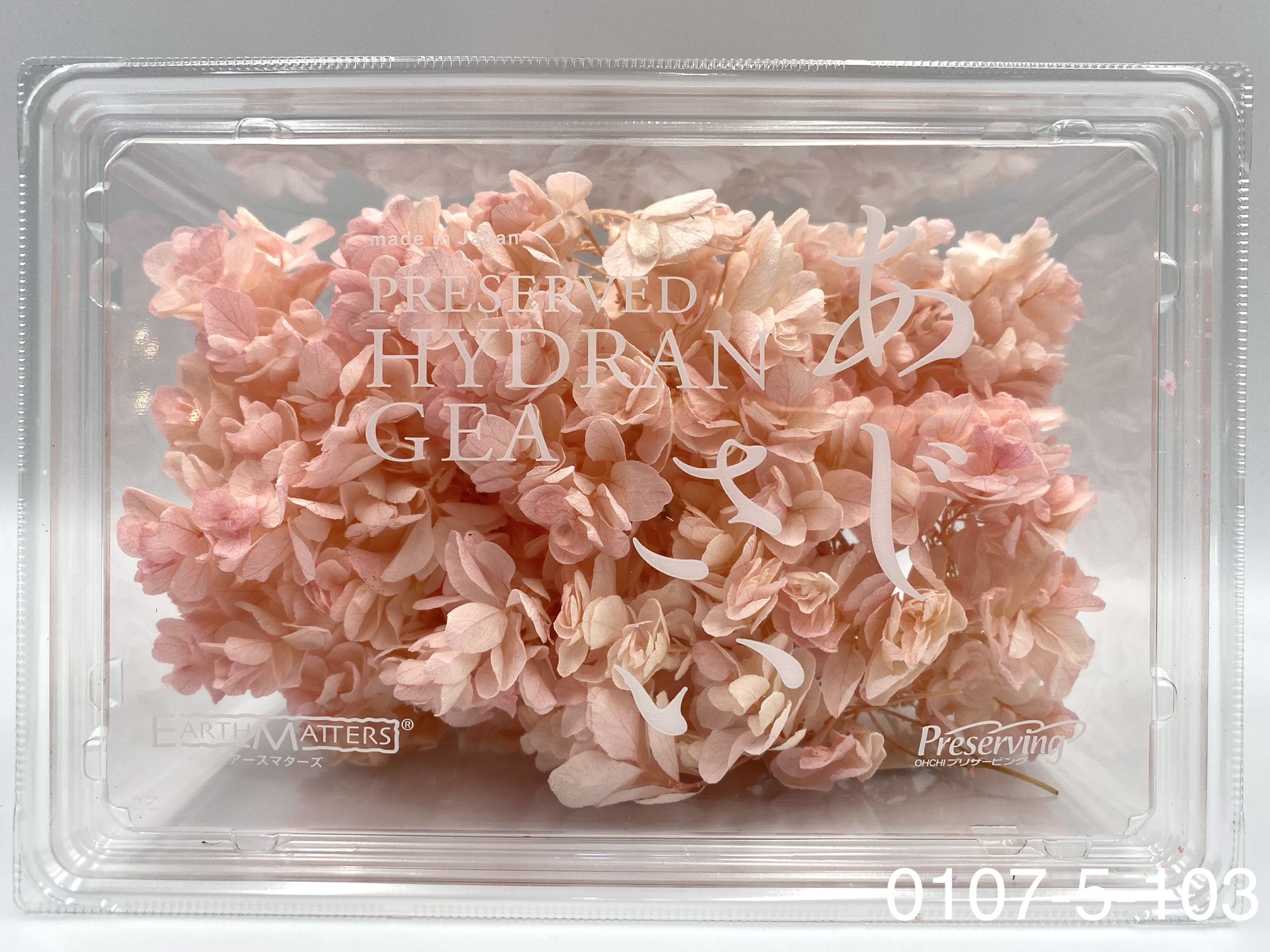 日本不凋重瓣繡球 01075-103