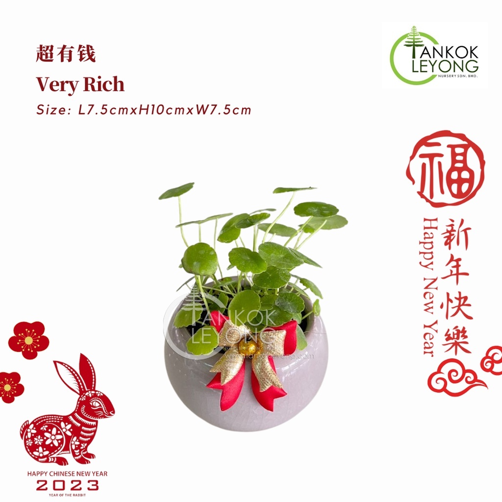 桃花盆栽- 優雅| Moon Florist