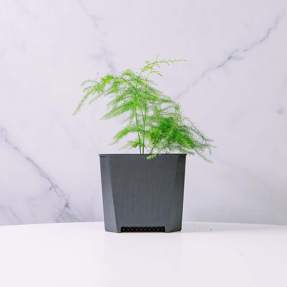 輕塑植｜3寸｜文竹