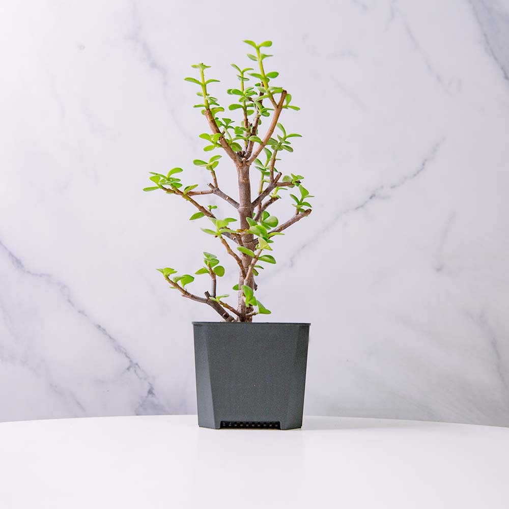 輕塑植 3寸 銀杏木