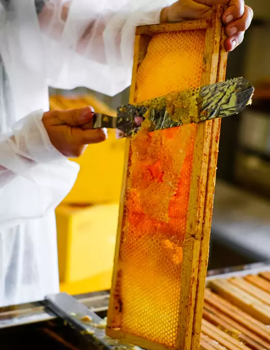 蜂采3合一 | 洗髮沐浴露 500ml (效期2026.04)