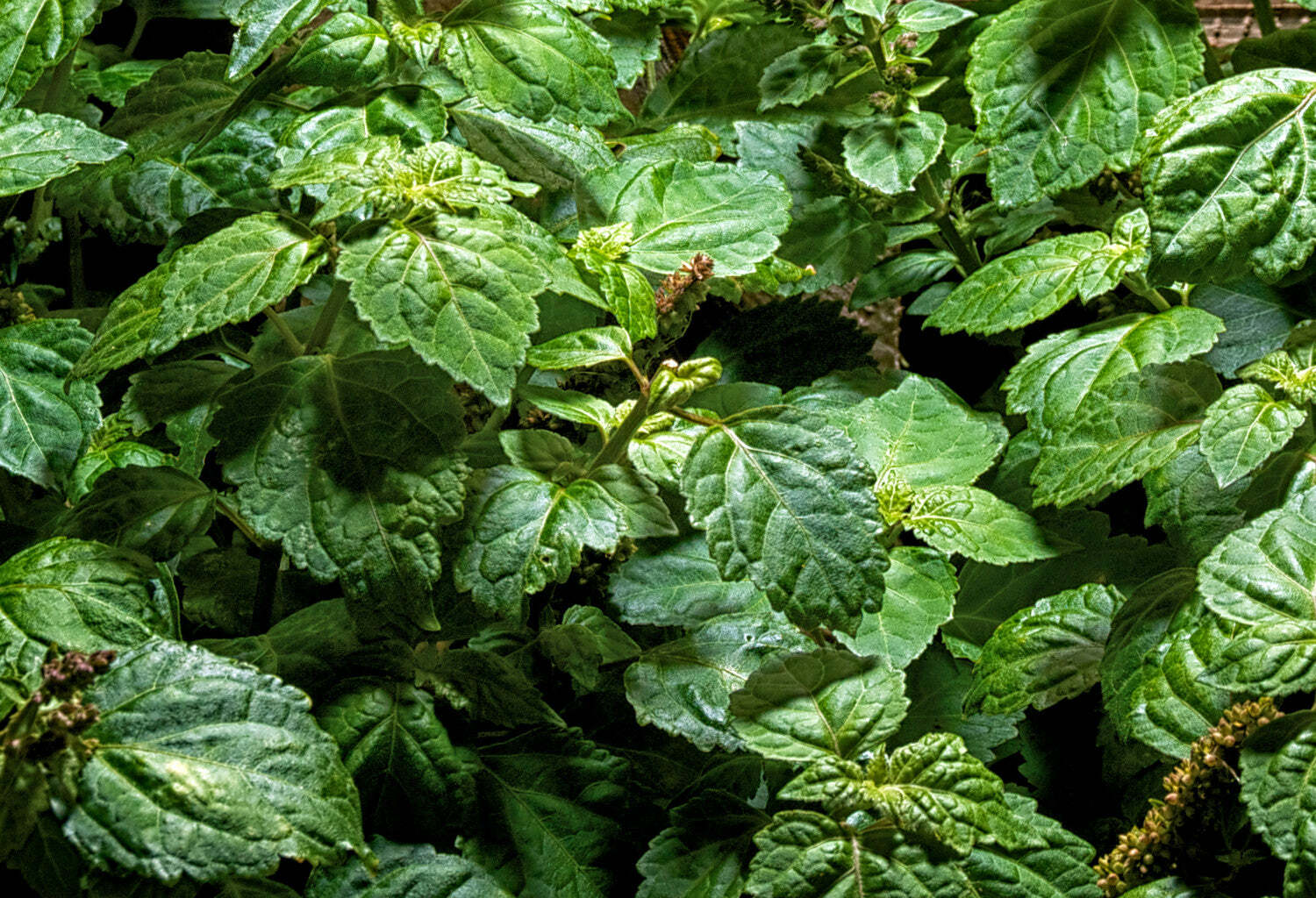 廣霍香 | 精油 15ml