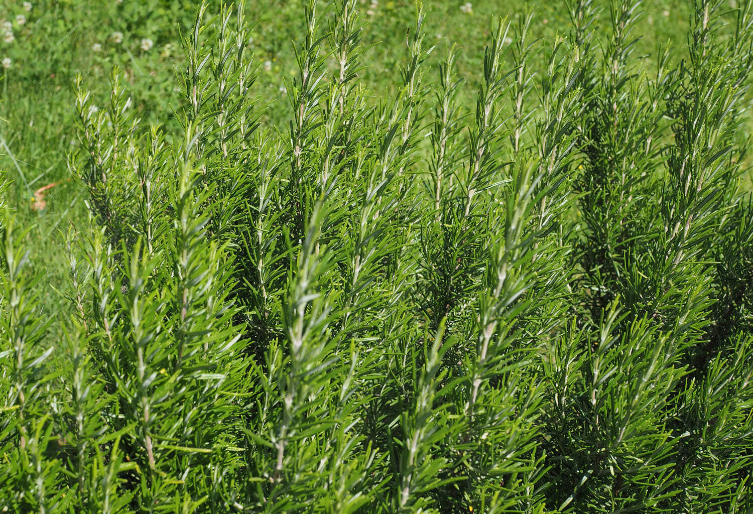 迷迭香 | 精油 15ml