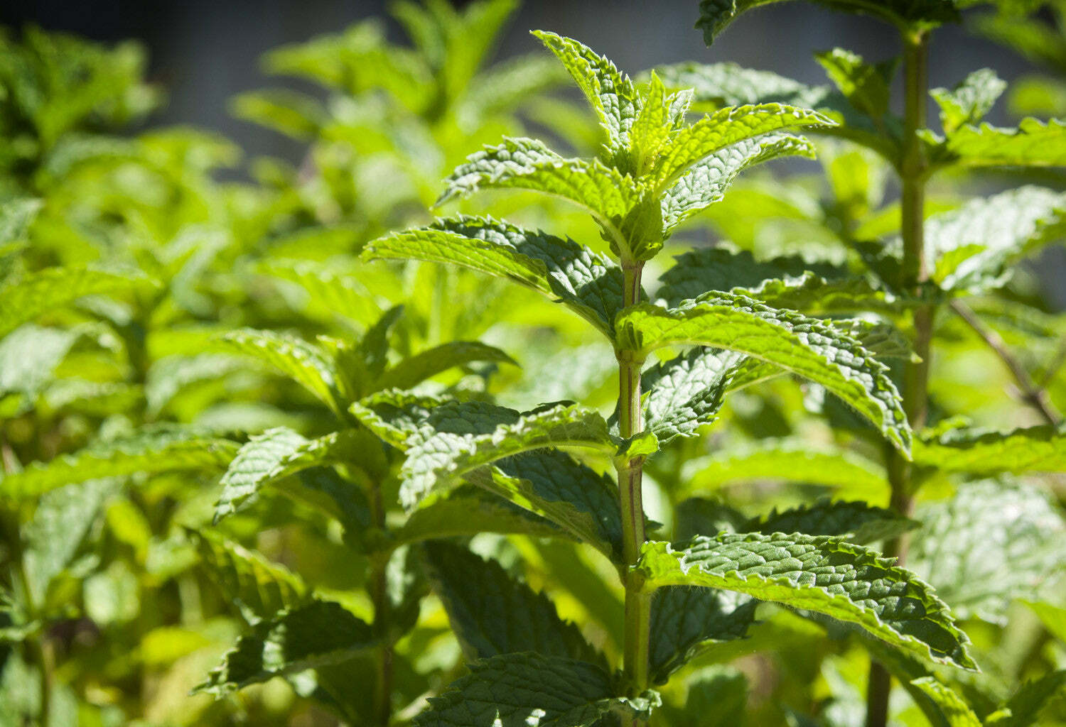 薄荷 | 精油 15ml