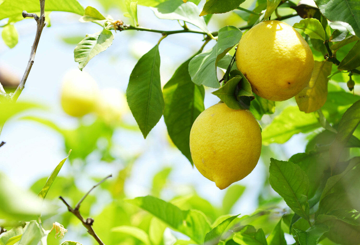 檸檬 | 精油 15ml