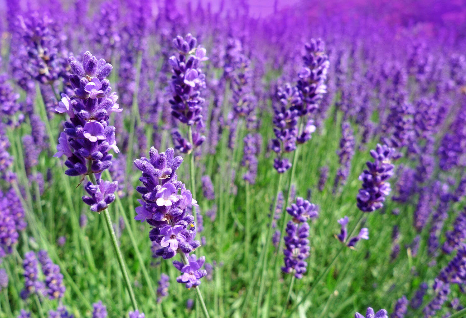 醒目薰衣草 | 精油 15ml (效期2026.07)