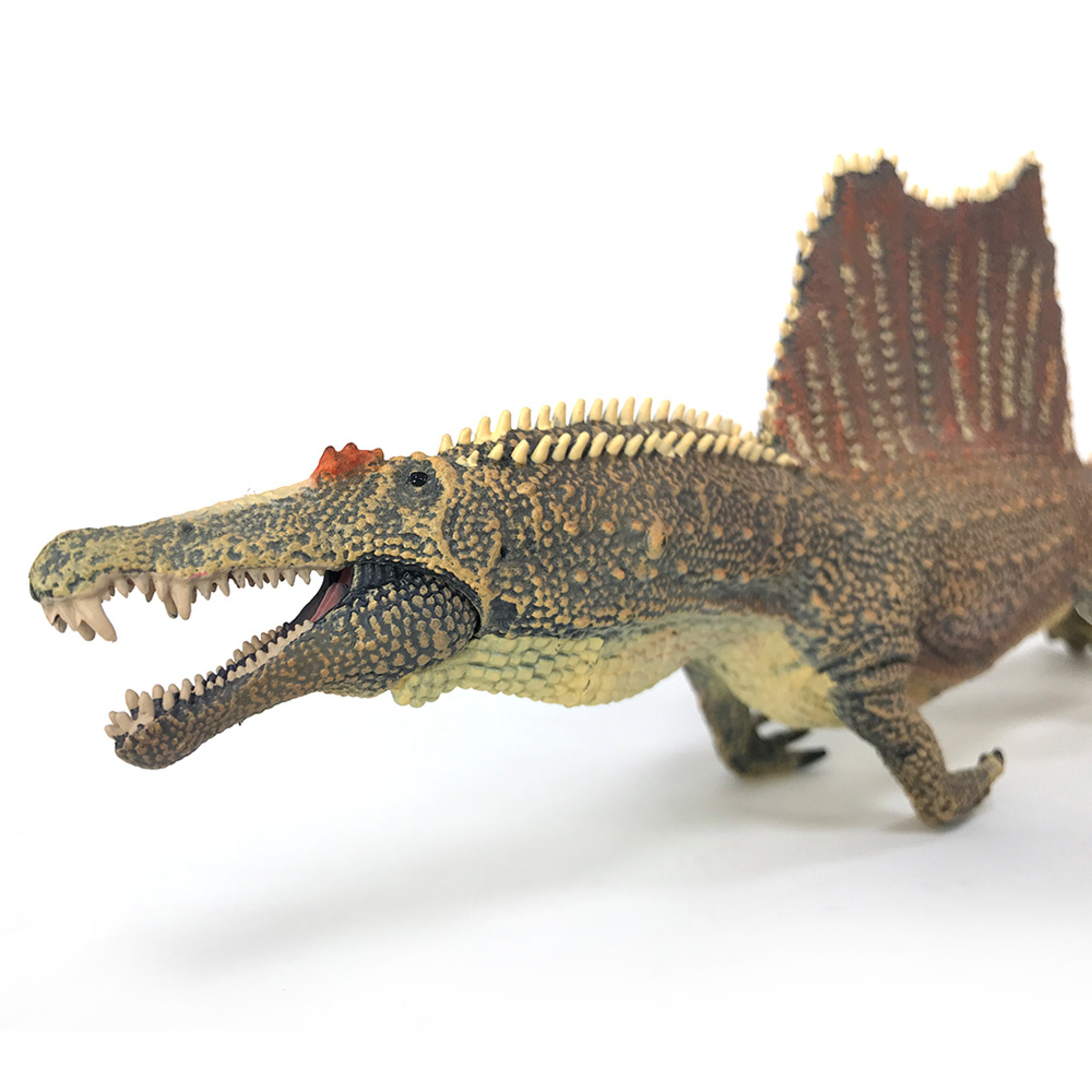 《 COLLECTA 》 棘龍游泳 1:40 (活動嘴巴)