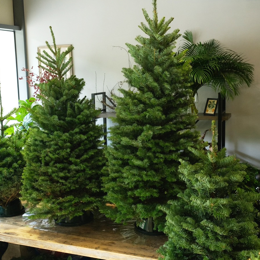 進口 Noble Fir 諾貝松冷杉聖誕樹