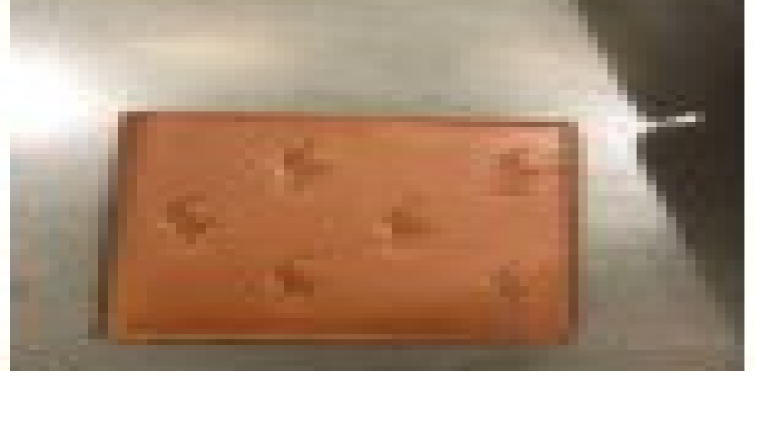 [S] PRL ALL OVER PONY PRINT BIFOLD WALLET LEATHER,CLA TAN, 883820830930 (SRL52)