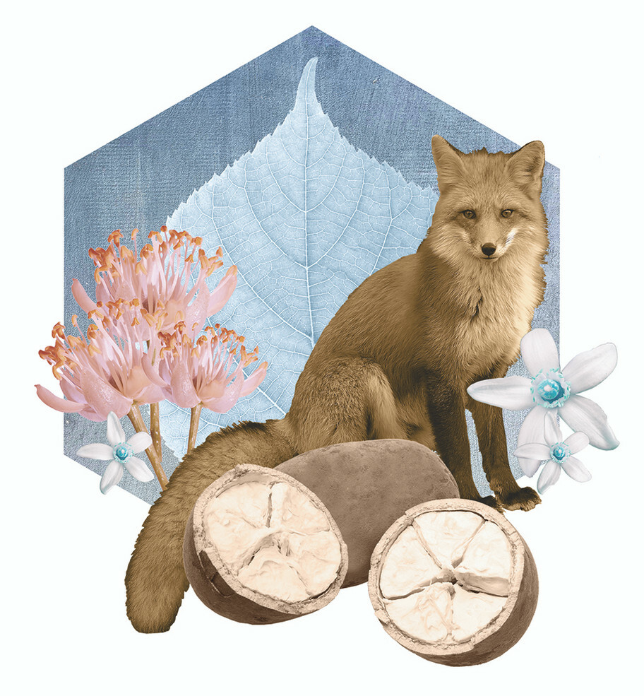 橙花深層 | 護手護體霜 100gm