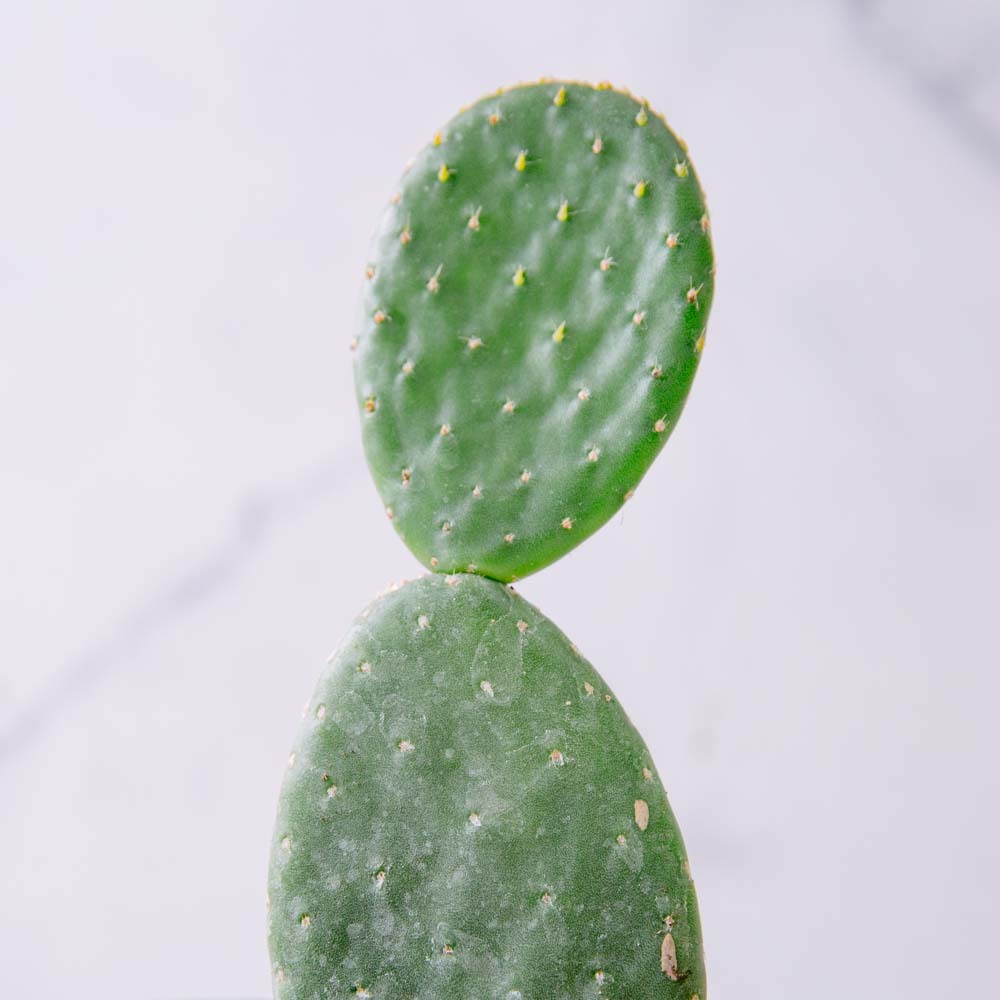 輕塑植｜3寸｜米塔邦仙人掌