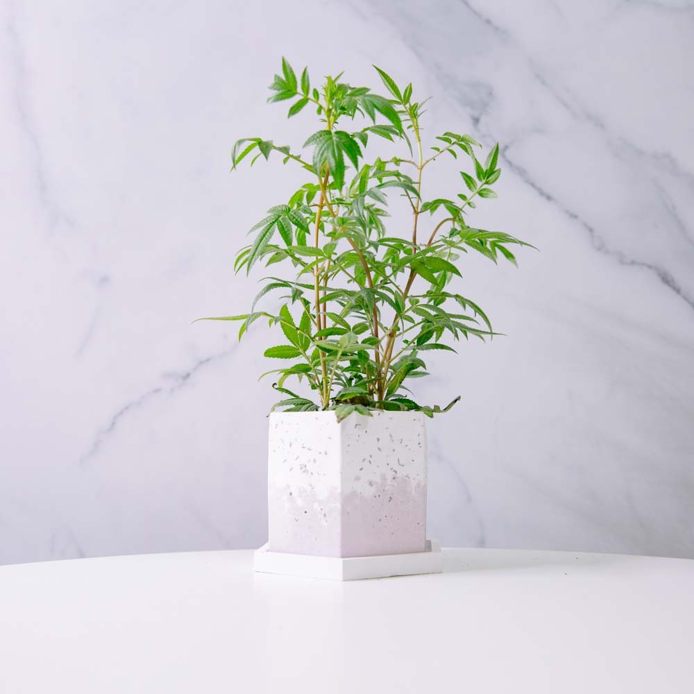 『3寸』芳香萬壽菊｜小型尺寸｜自選盆器