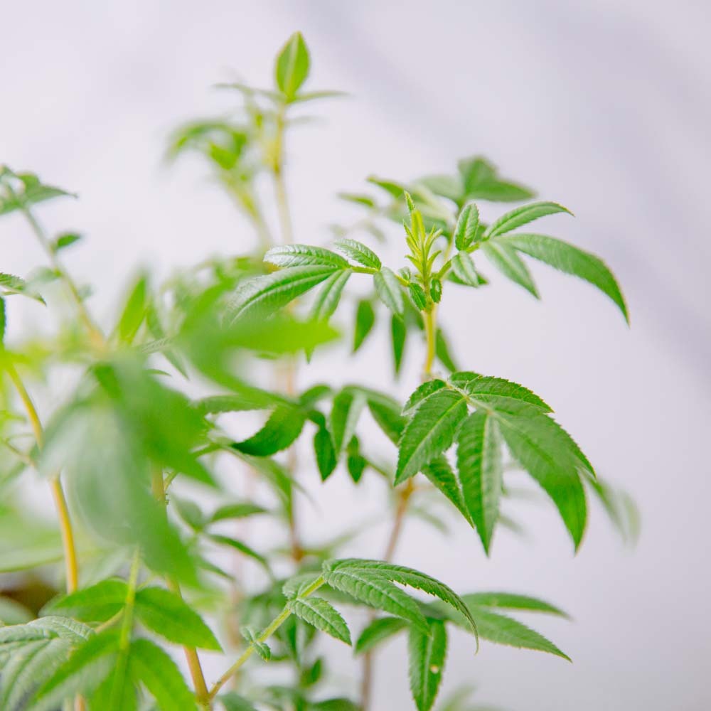『3寸』芳香萬壽菊｜小型尺寸｜自選盆器