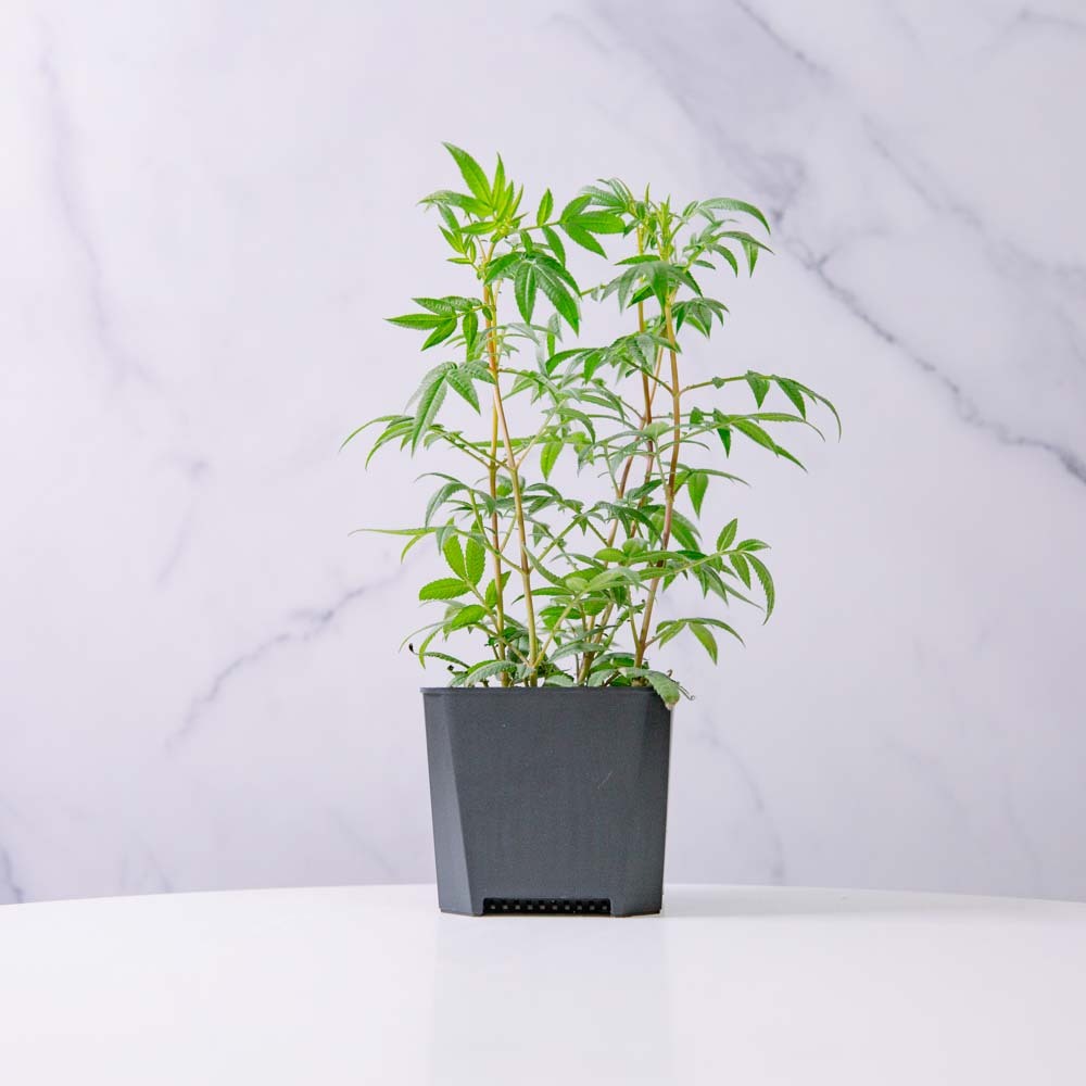 輕塑植｜3寸｜芳香萬壽菊