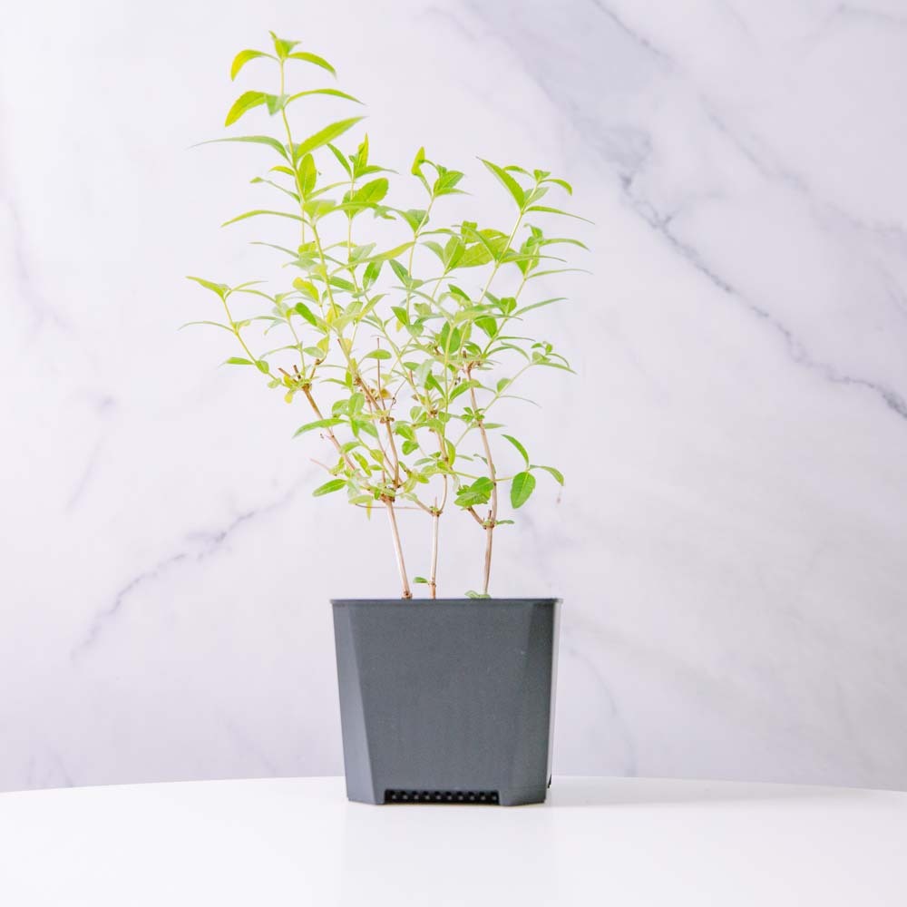輕塑植｜3寸｜檸檬馬鞭草
