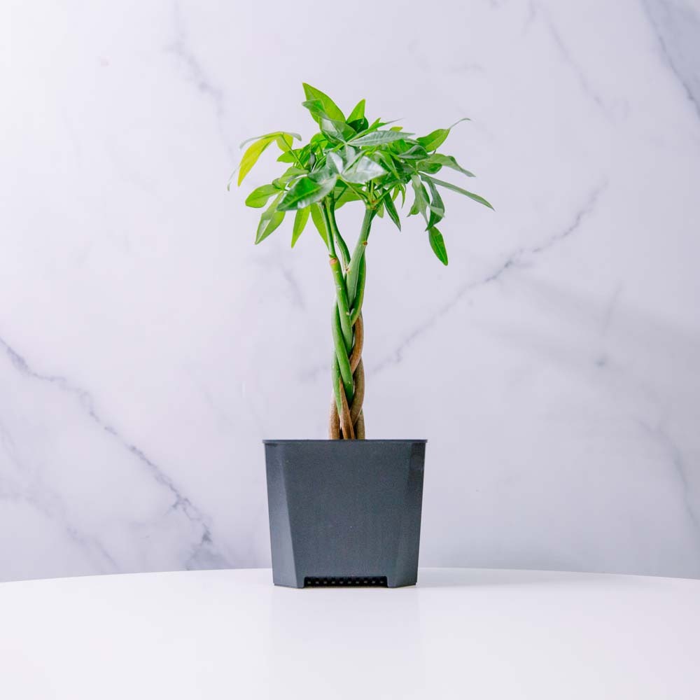 輕塑植｜3寸｜馬拉巴栗/發財樹