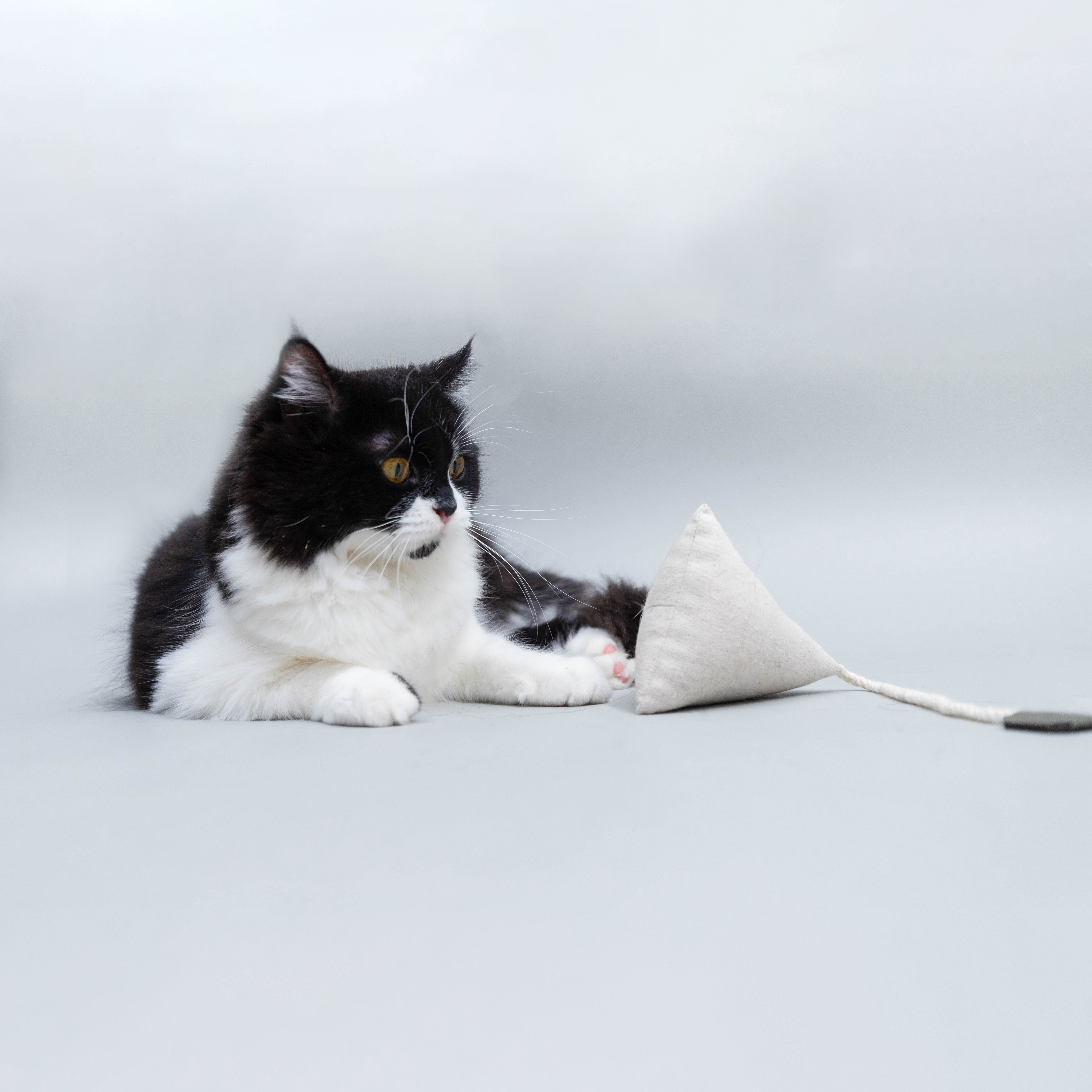 貓草玩具 | 茶包玩具 - The Royal Grocery